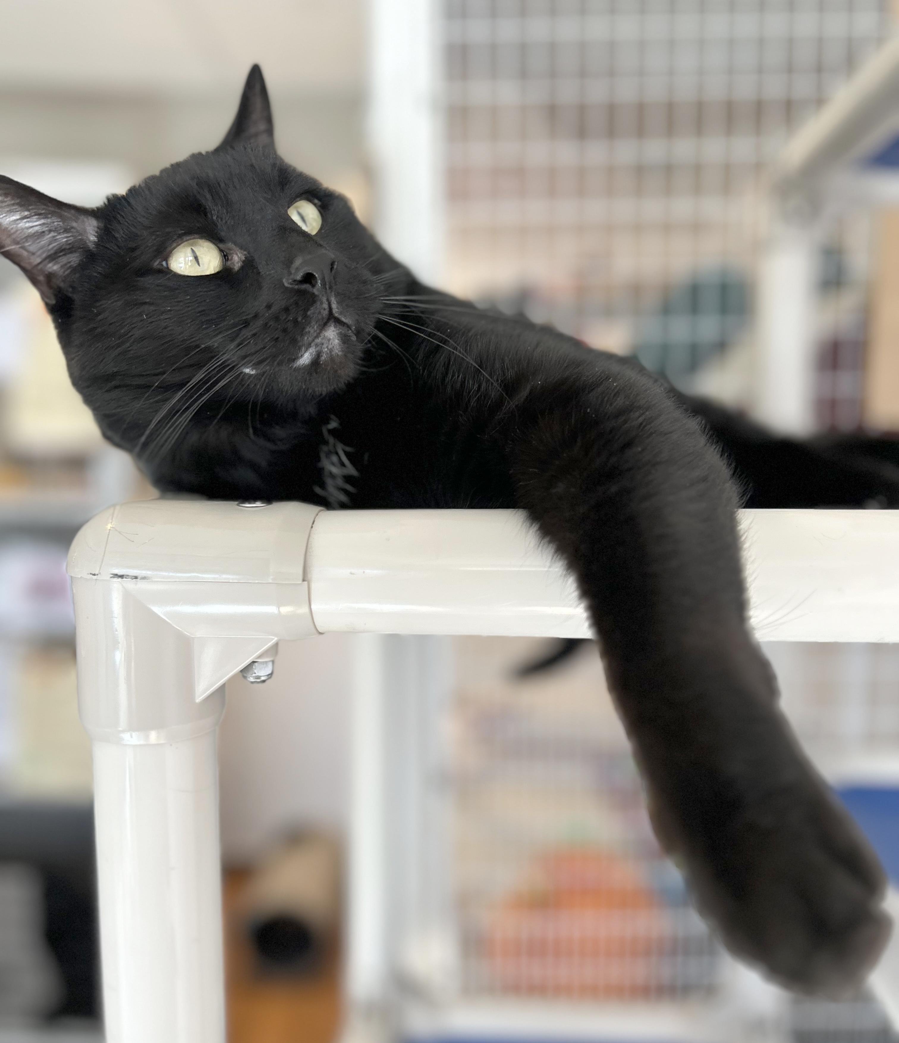 Enlarge Lokie, a Adoptable Domestic Short Hair in Parkville, MO image 1/6