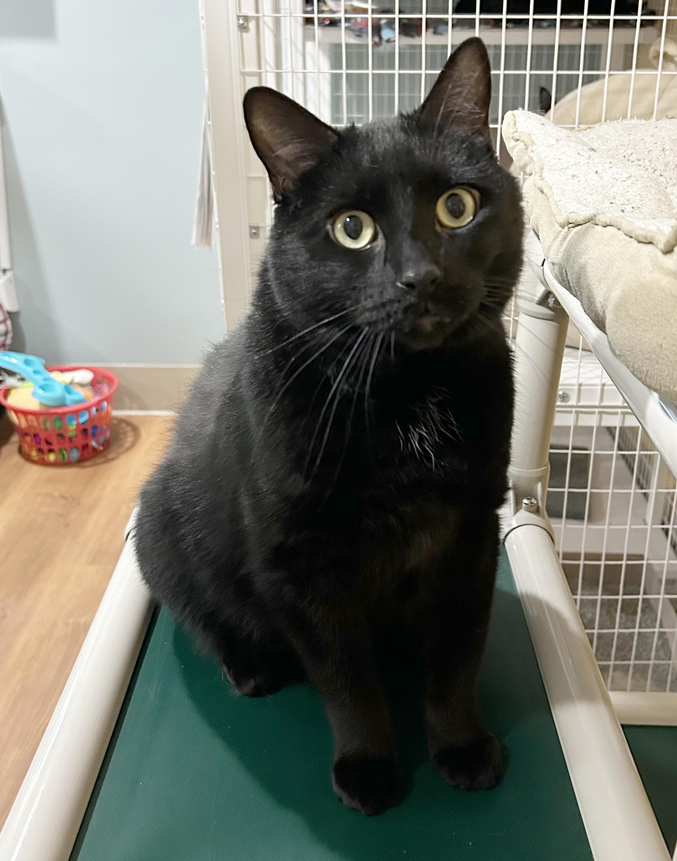 Enlarge Lokie, a Adoptable Domestic Short Hair in Parkville, MO image 6/6