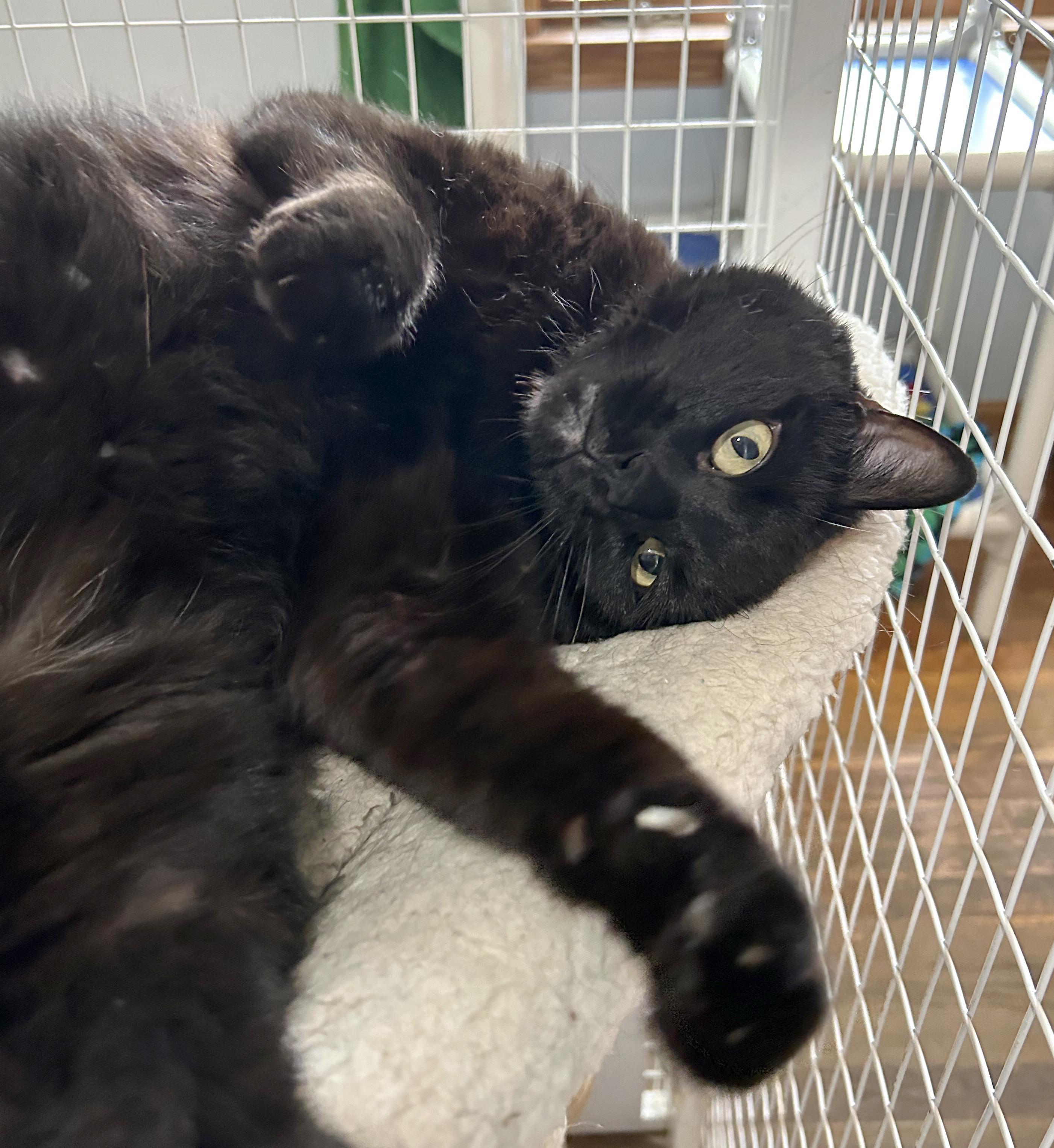 Enlarge Lokie, a Adoptable Domestic Short Hair in Parkville, MO image 4/6