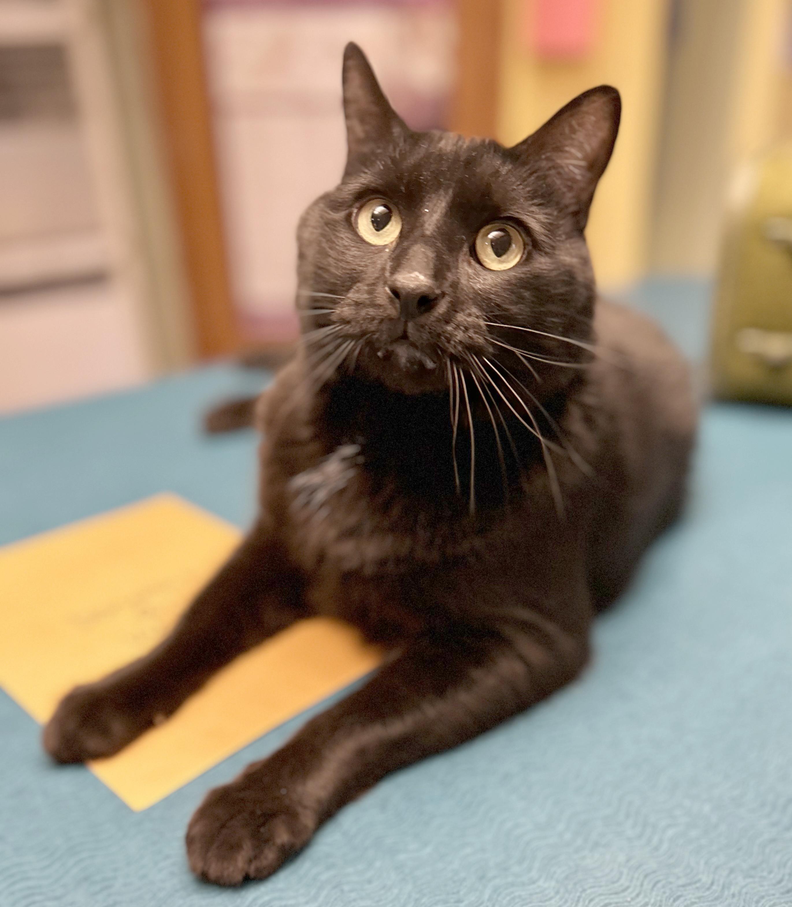 Lokie, a Adoptable Domestic Short Hair in Parkville, MO image 2/5