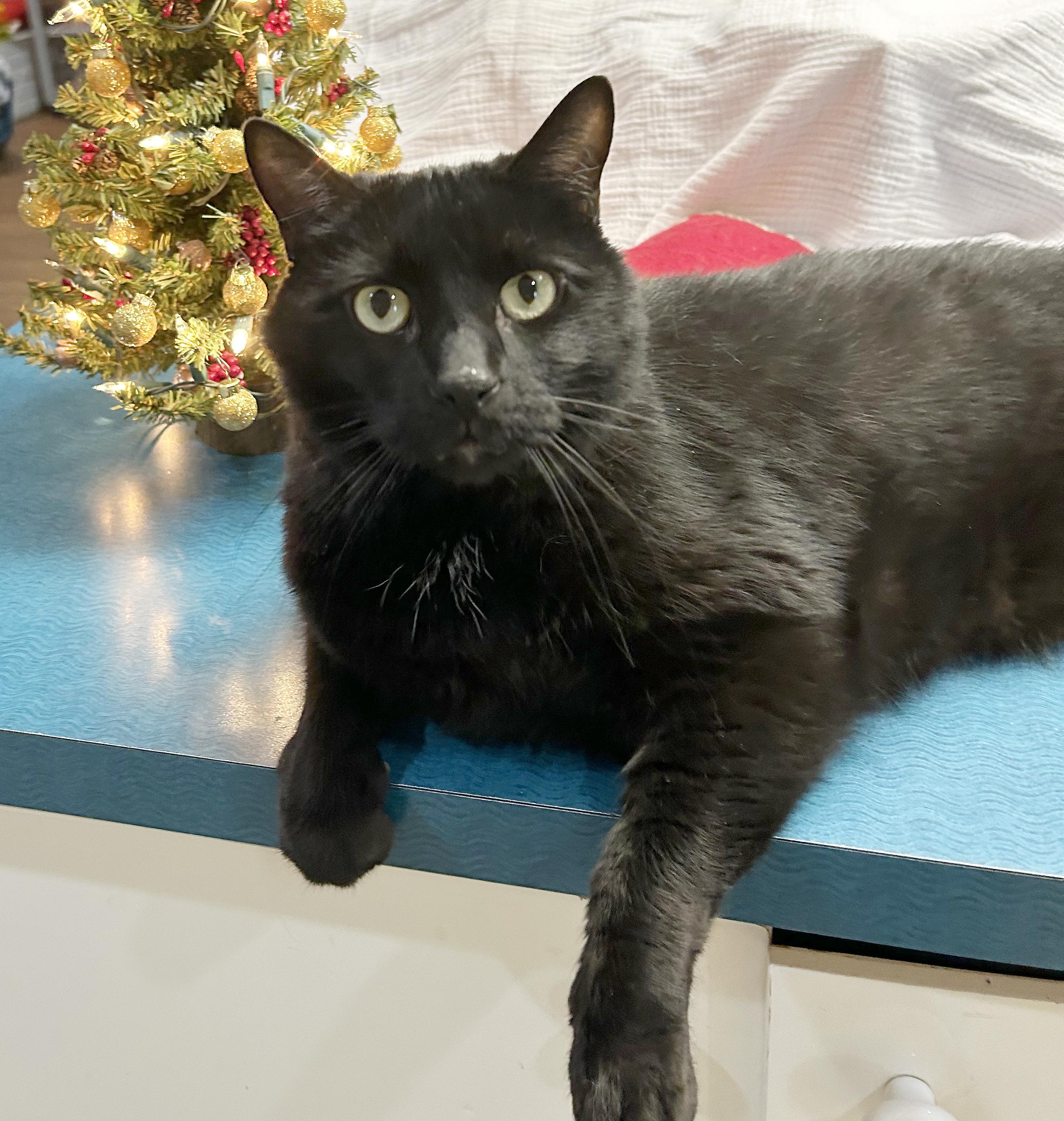 Lokie, a Adoptable Domestic Short Hair in Parkville, MO image 3/5