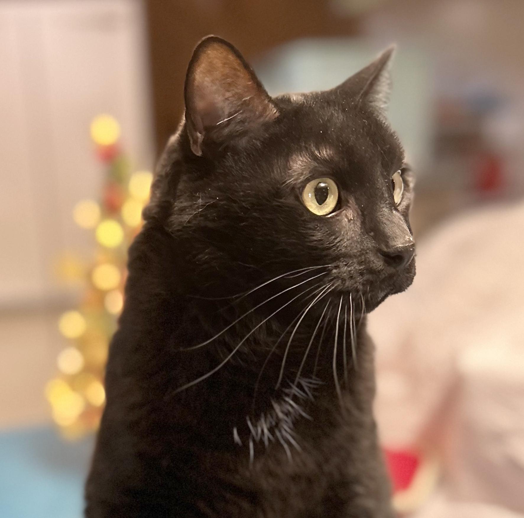 Lokie, a Adoptable Domestic Short Hair in Parkville, MO image 4/5