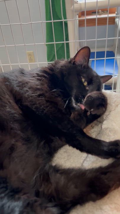 Enlarge Lokie, a Adoptable Domestic Short Hair in Parkville, MO video 2/6