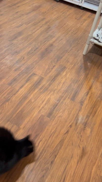 Enlarge Lokie, a Adoptable Domestic Short Hair in Parkville, MO video 6/6