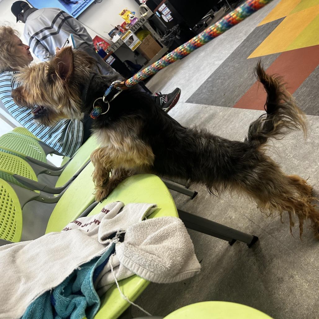 Smokey, Adoptable, Adult Male Yorkshire Terrier.