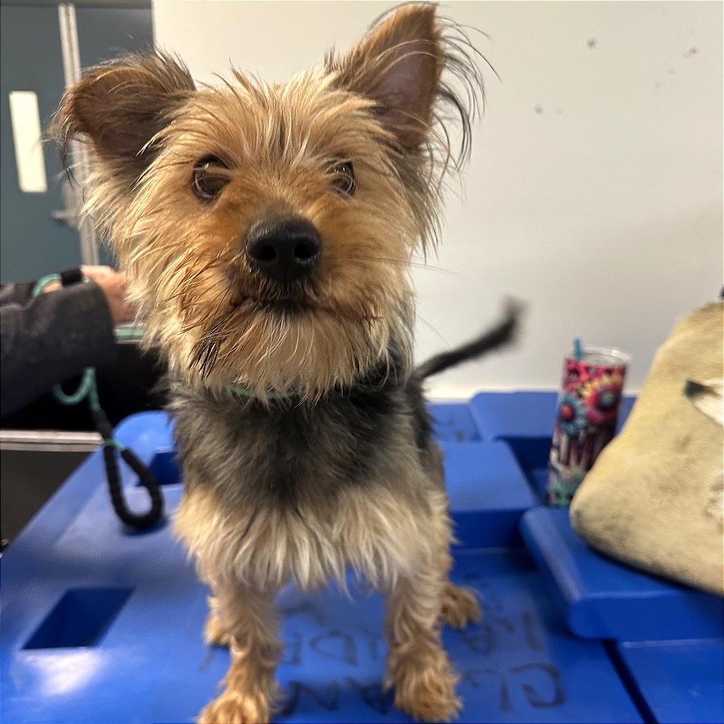 Enlarge Smokey, a Adoptable Yorkshire Terrier in Philadelphia, PA image 2/4