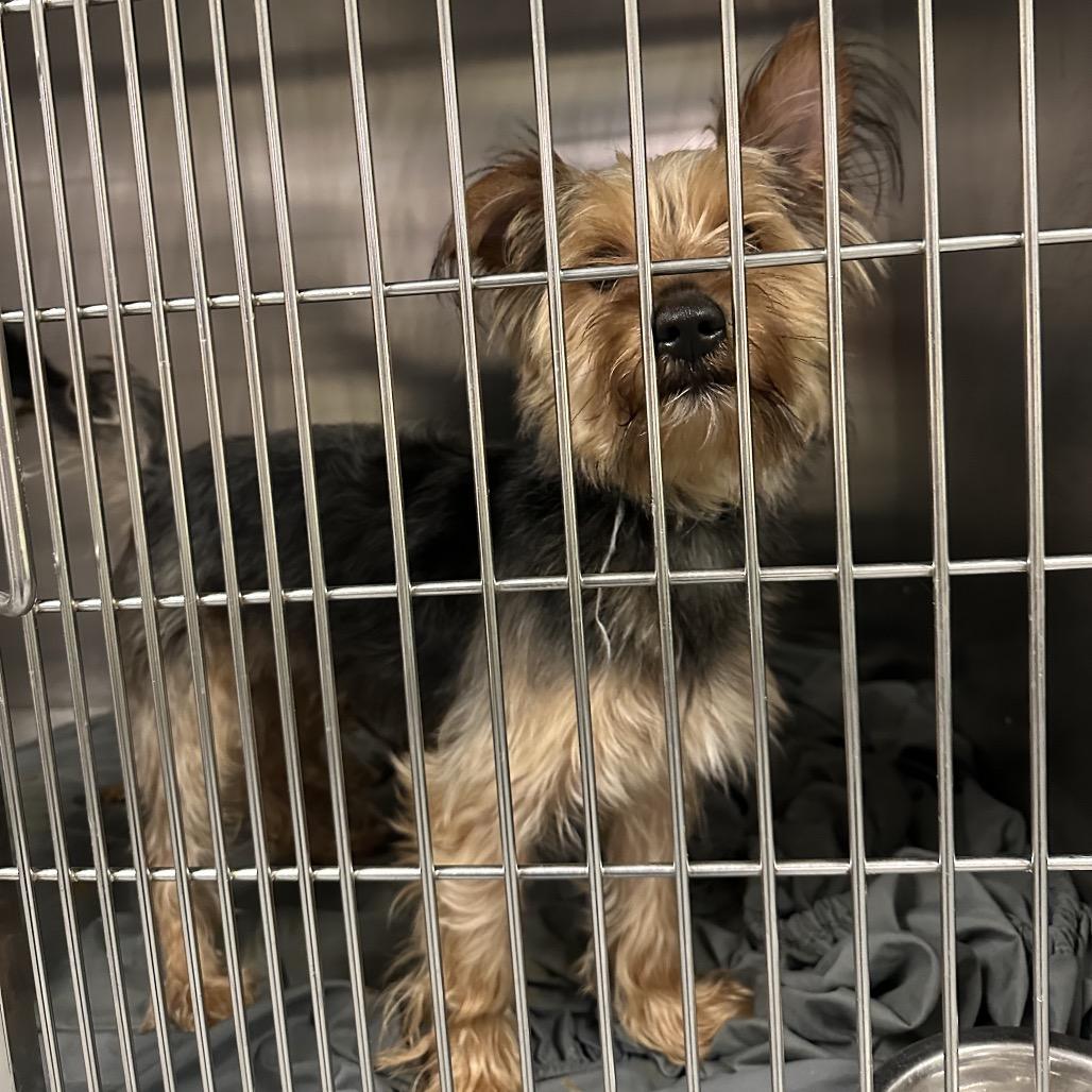 Enlarge Smokey, a Adoptable Yorkshire Terrier in Philadelphia, PA image 3/4