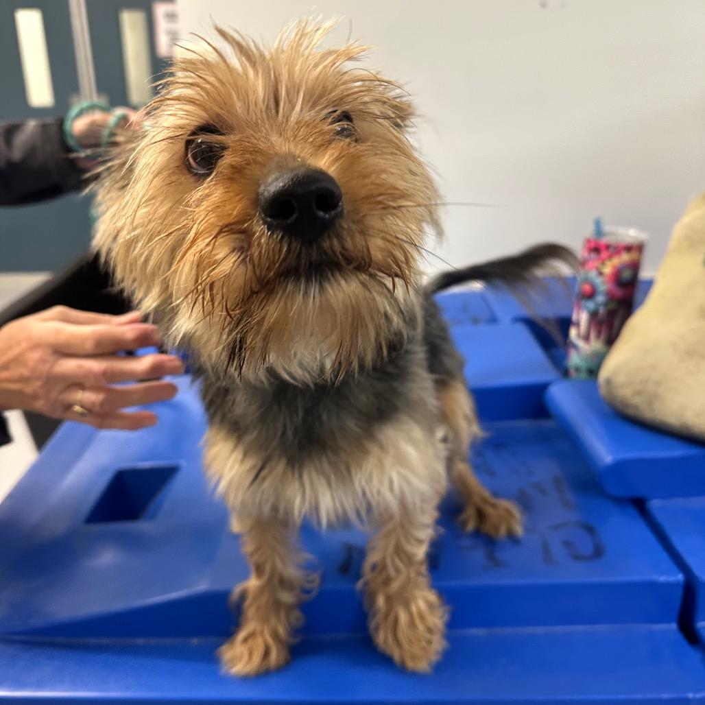 Enlarge Smokey, a Adoptable Yorkshire Terrier in Philadelphia, PA image 4/4