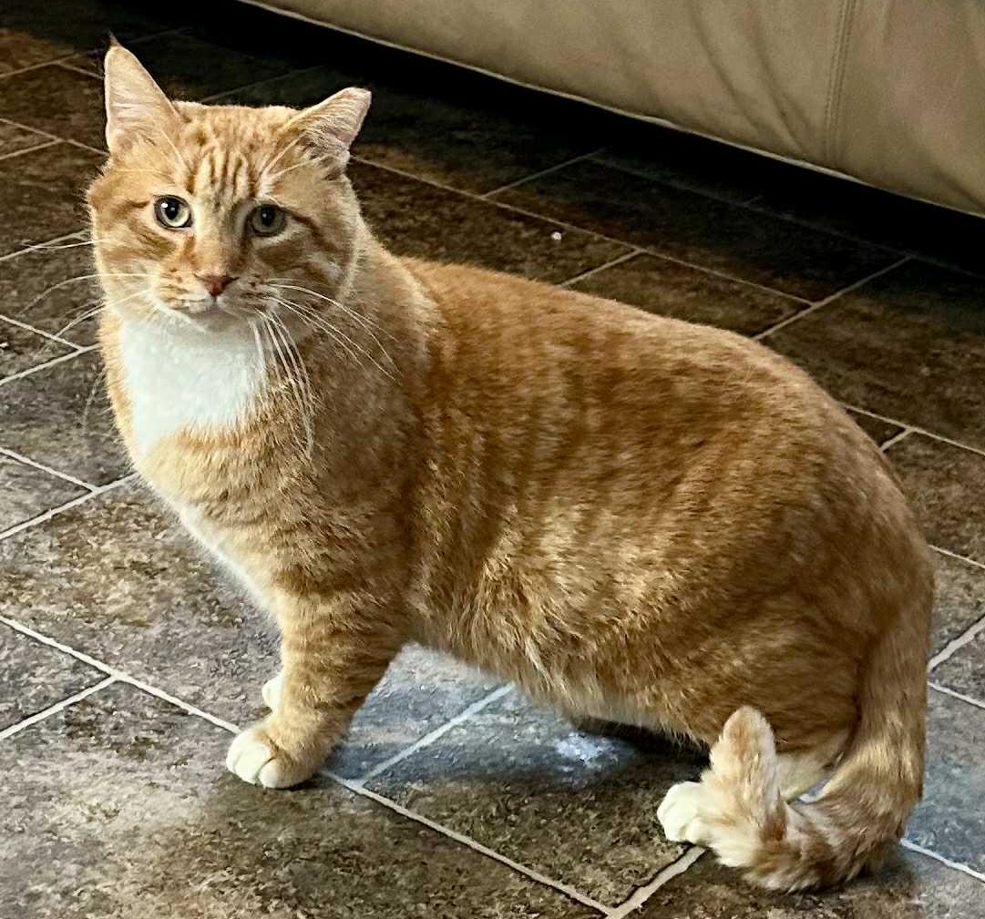 Enlarge Nick, a Adoptable Domestic Short Hair in Elkins, WV image 1/3