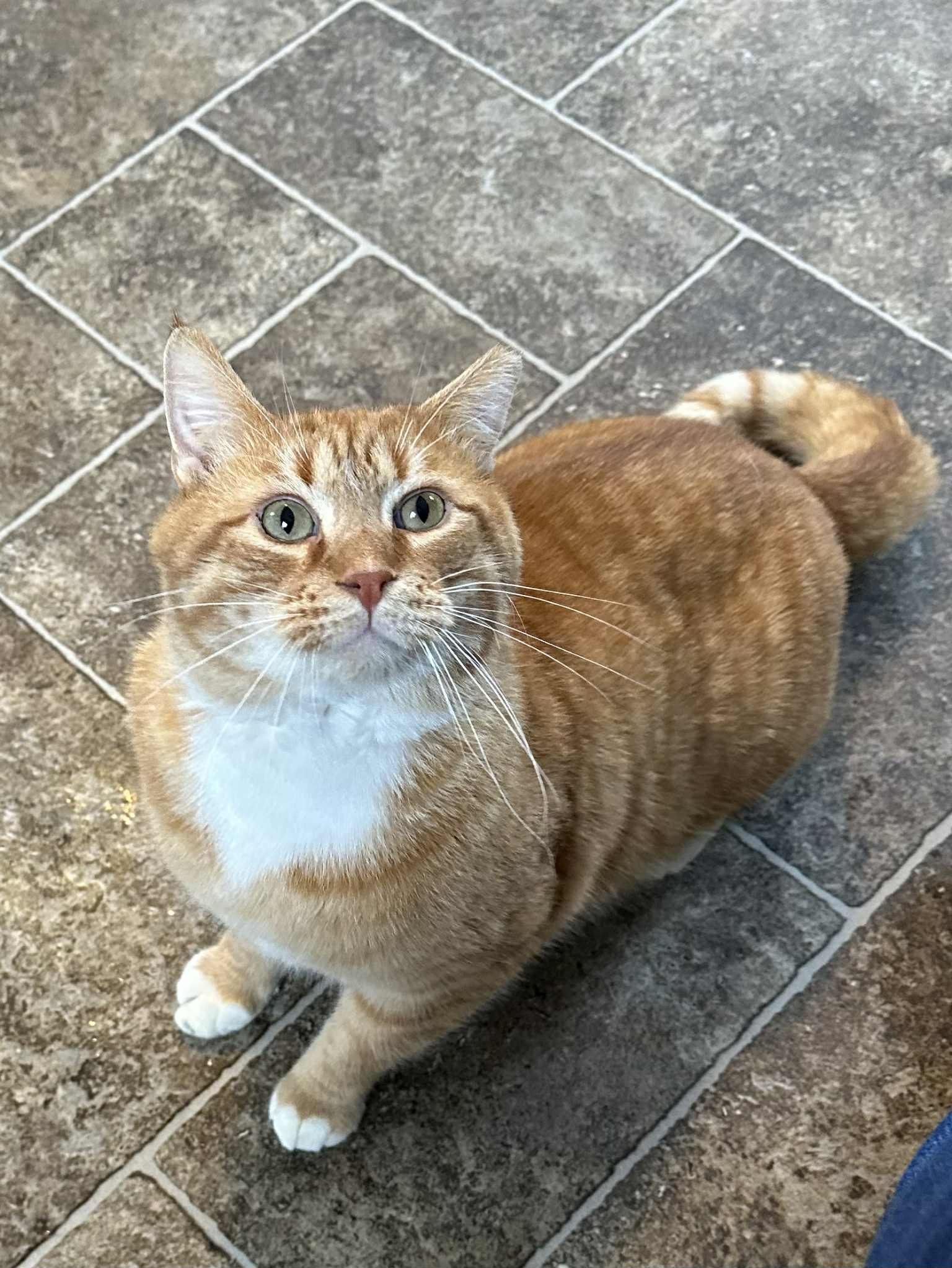 Enlarge Nick, a Adoptable Domestic Short Hair in Elkins, WV image 2/3