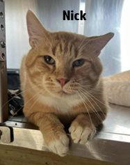 Nick, Adoptable, Adult Male Domestic Short Hair.