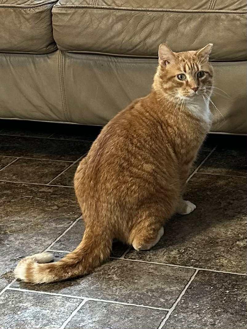 Enlarge Nick, a Adoptable Domestic Short Hair in Elkins, WV image 3/3