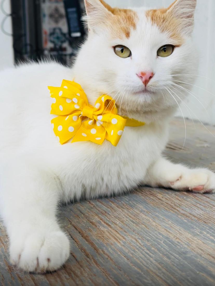 Nara, the Sweetest Cuddle Angel, Adoptable, Young Female Domestic Short Hair.