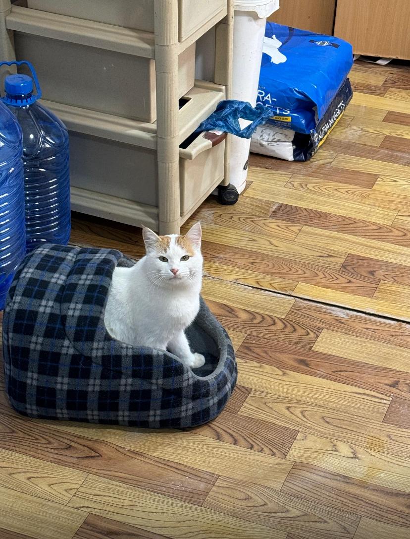 Enlarge Nara, the Sweetest Cuddle Angel, a Adoptable Domestic Short Hair in Somerset, NJ image 4/4