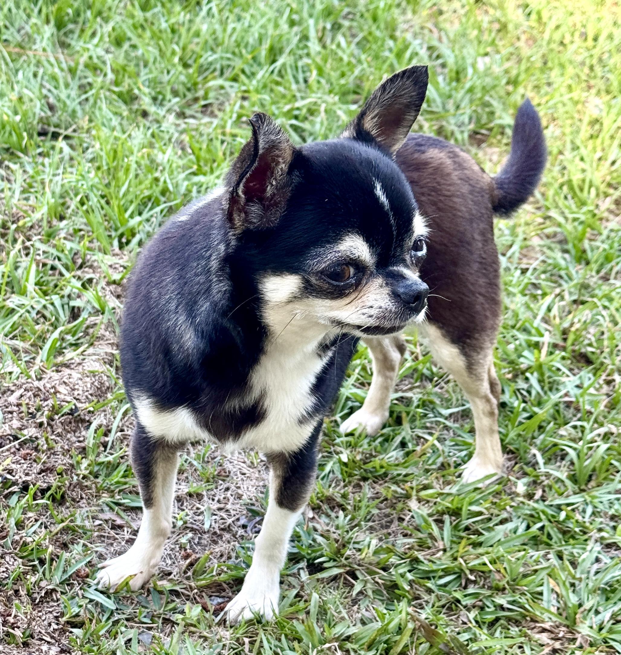 Jolene, an adopted Chihuahua in Enfield, CT image 2/4