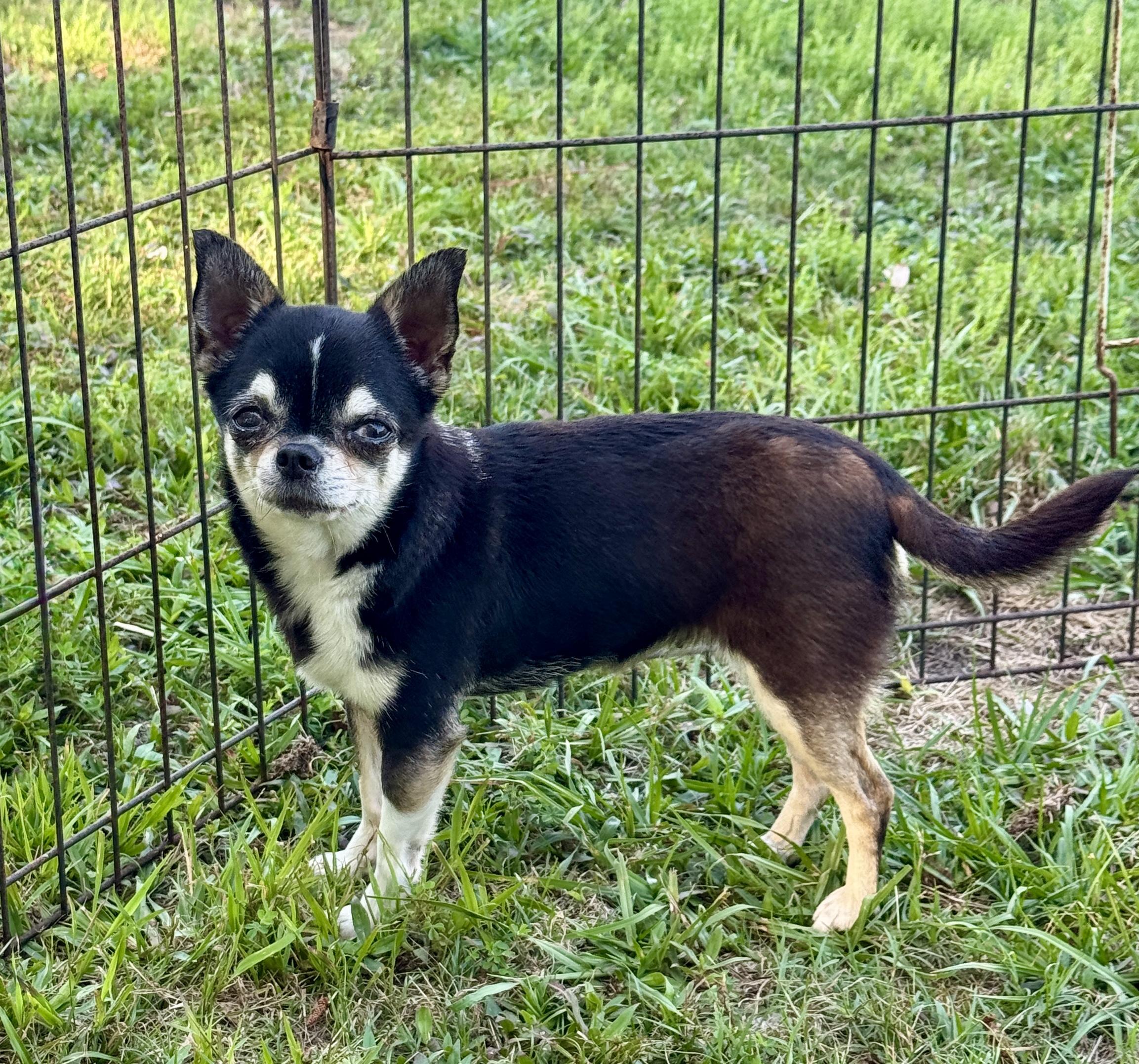 Jolene, an adopted Chihuahua in Enfield, CT image 4/4
