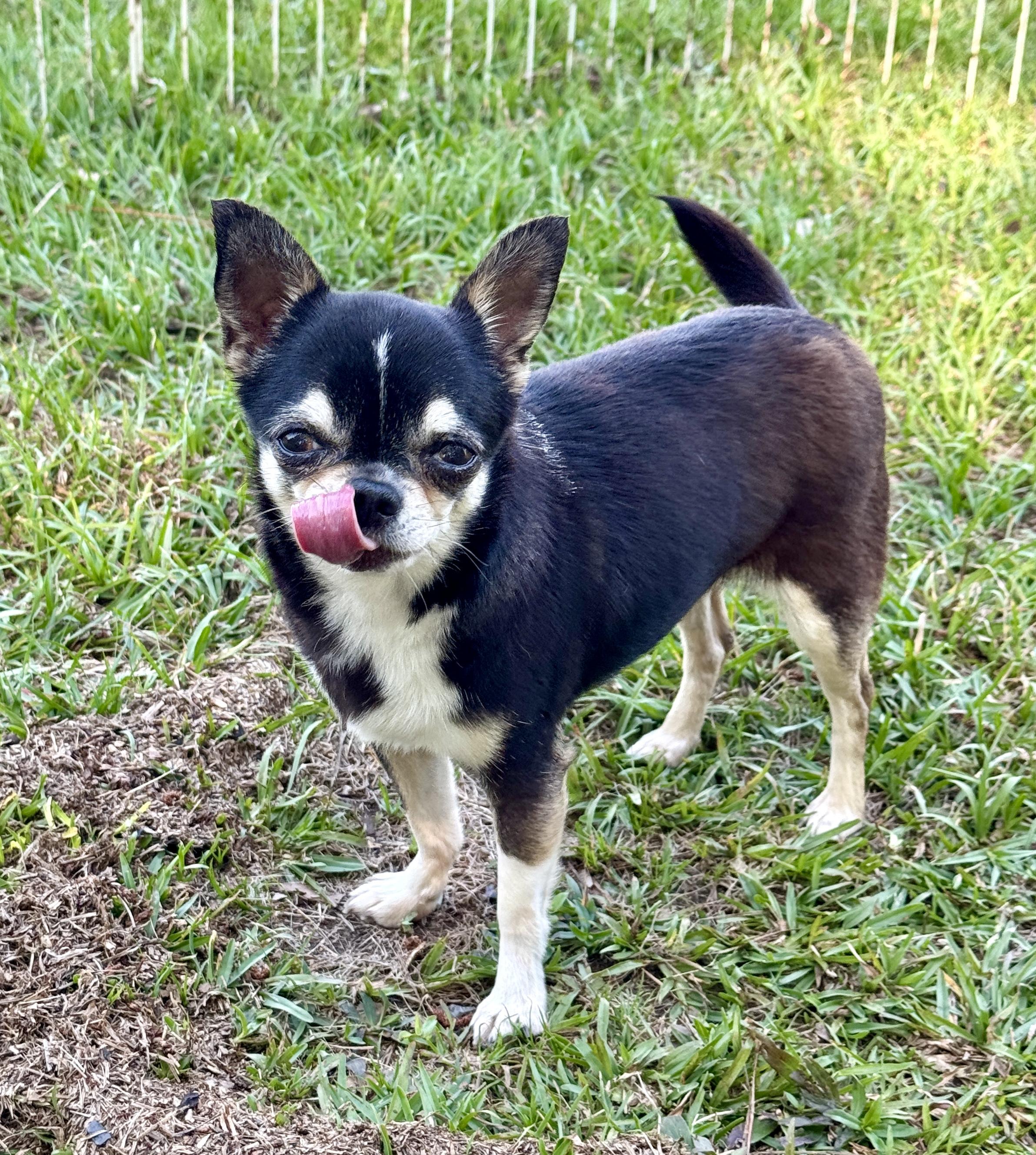 Jolene, adopted, Adult Female Chihuahua.