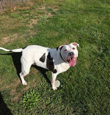 Tigger, Adoptable, Adult Male Mixed Breed & Mixed Breed.