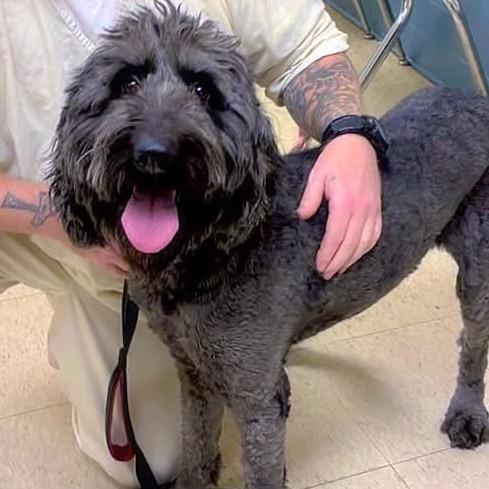 Lucy, Adoptable, Adult Female Labrador Retriever & Poodle.