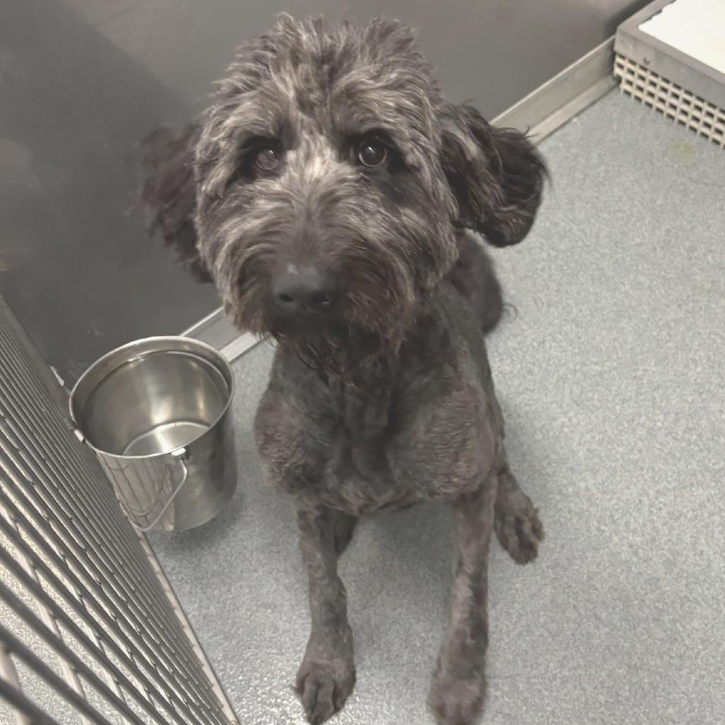 Lucy, a Adoptable mixed breed in Little Rock, AR image 2/2