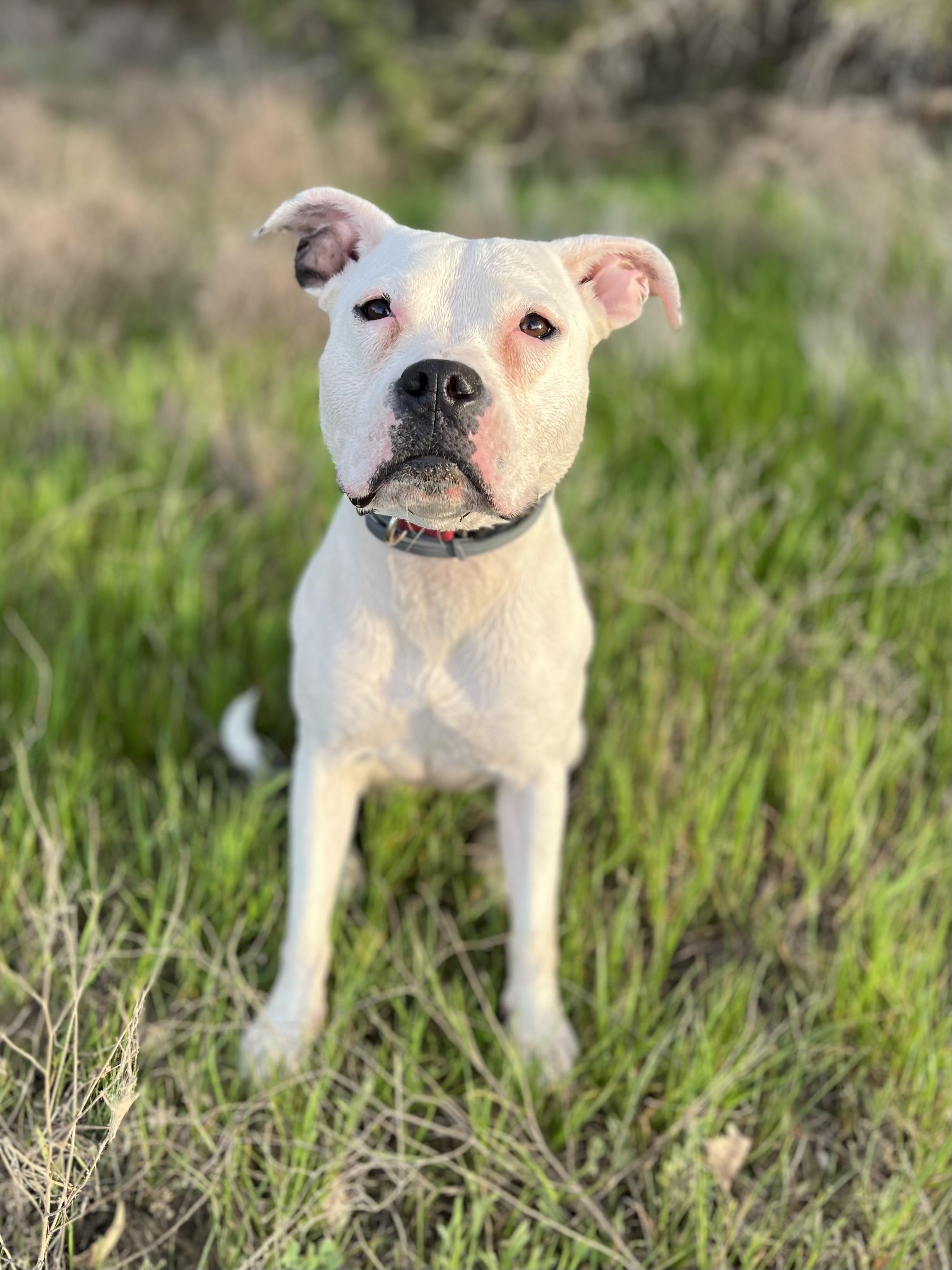 Enlarge Moonpie, a ADOPTABLE mixed breed in Georgetown, KY image 1/6