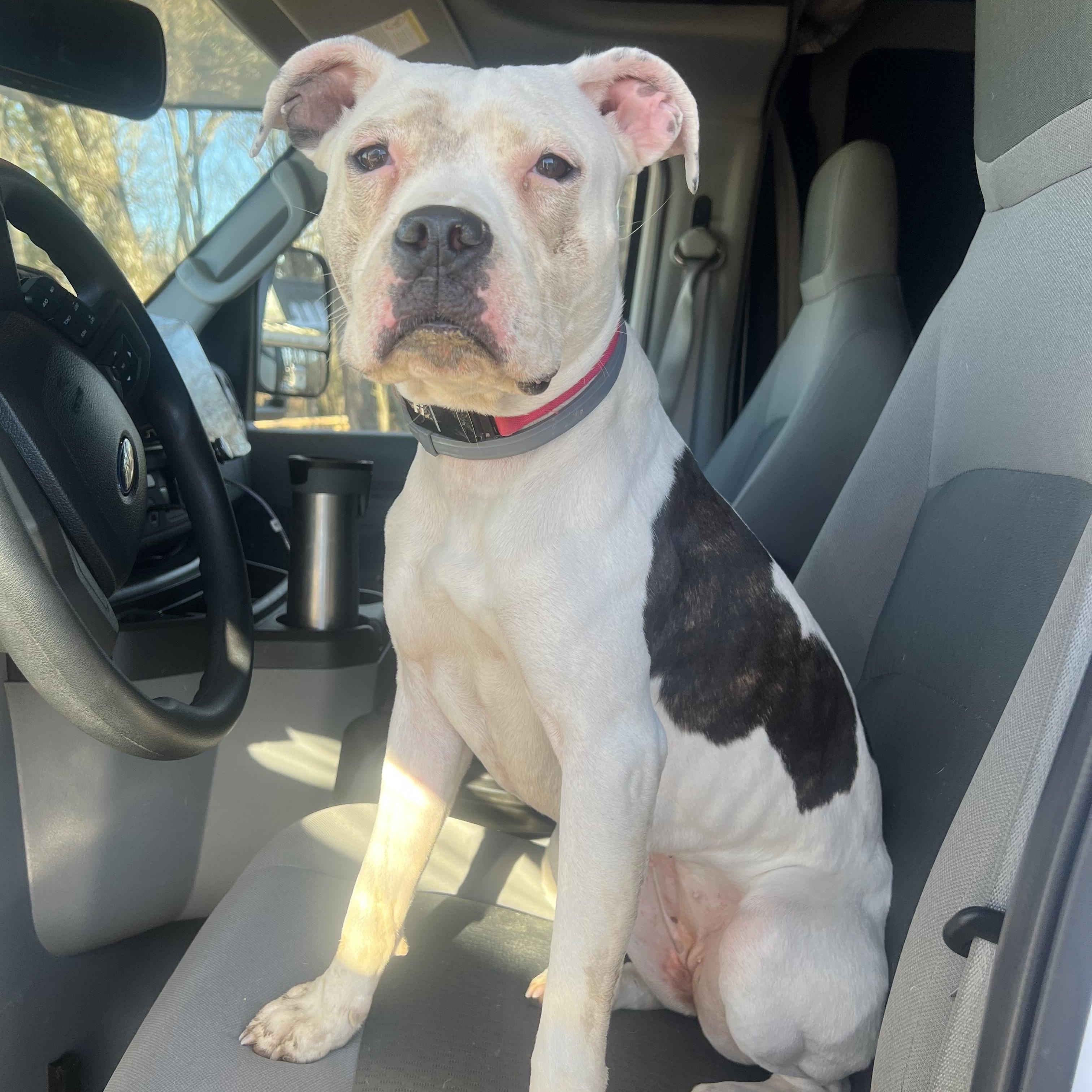 Enlarge Moonpie, a ADOPTABLE mixed breed in Georgetown, KY image 5/6