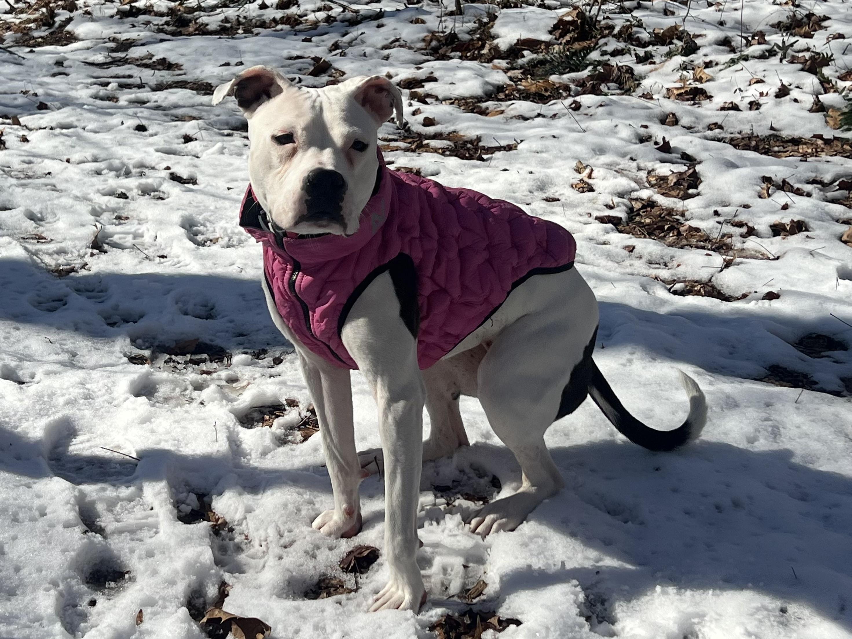 Enlarge Moonpie, a ADOPTABLE mixed breed in Georgetown, KY image 4/6