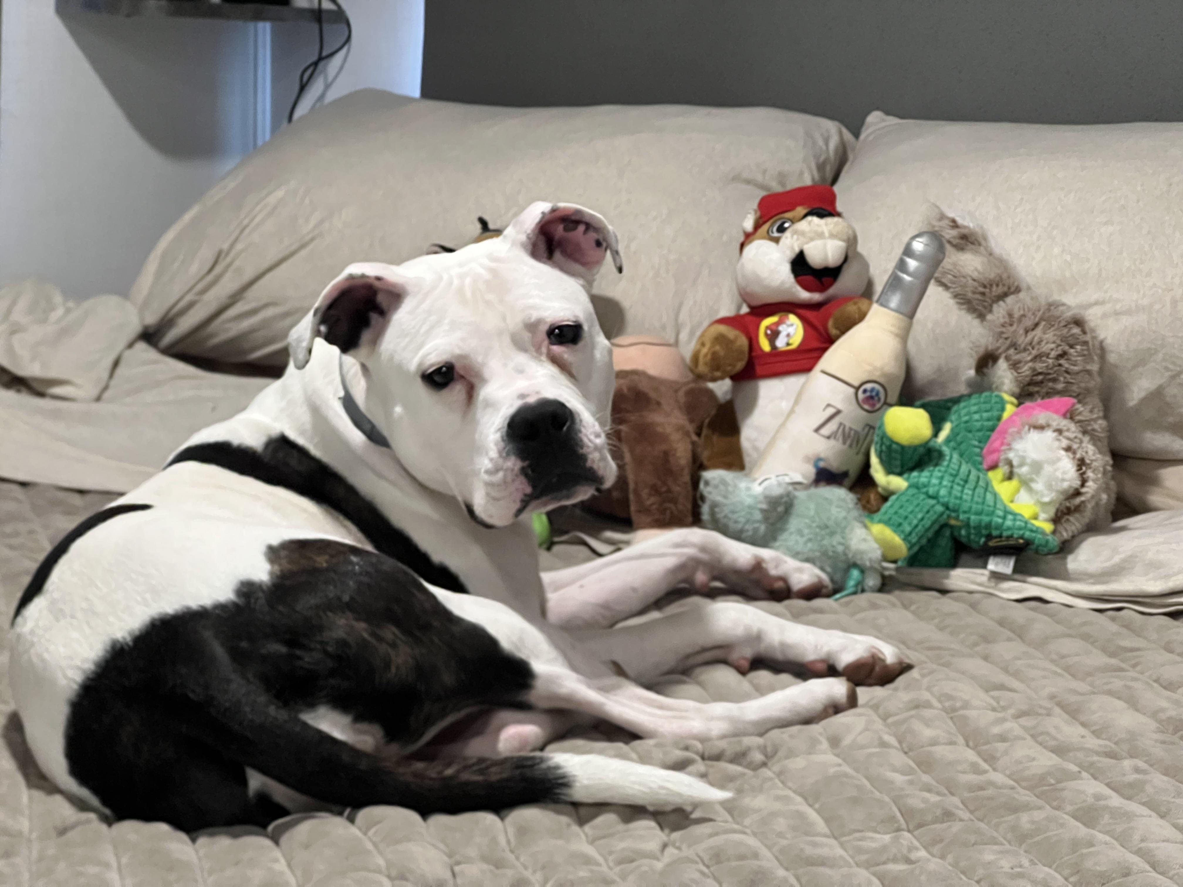 Enlarge Moonpie, a ADOPTABLE mixed breed in Georgetown, KY image 3/6