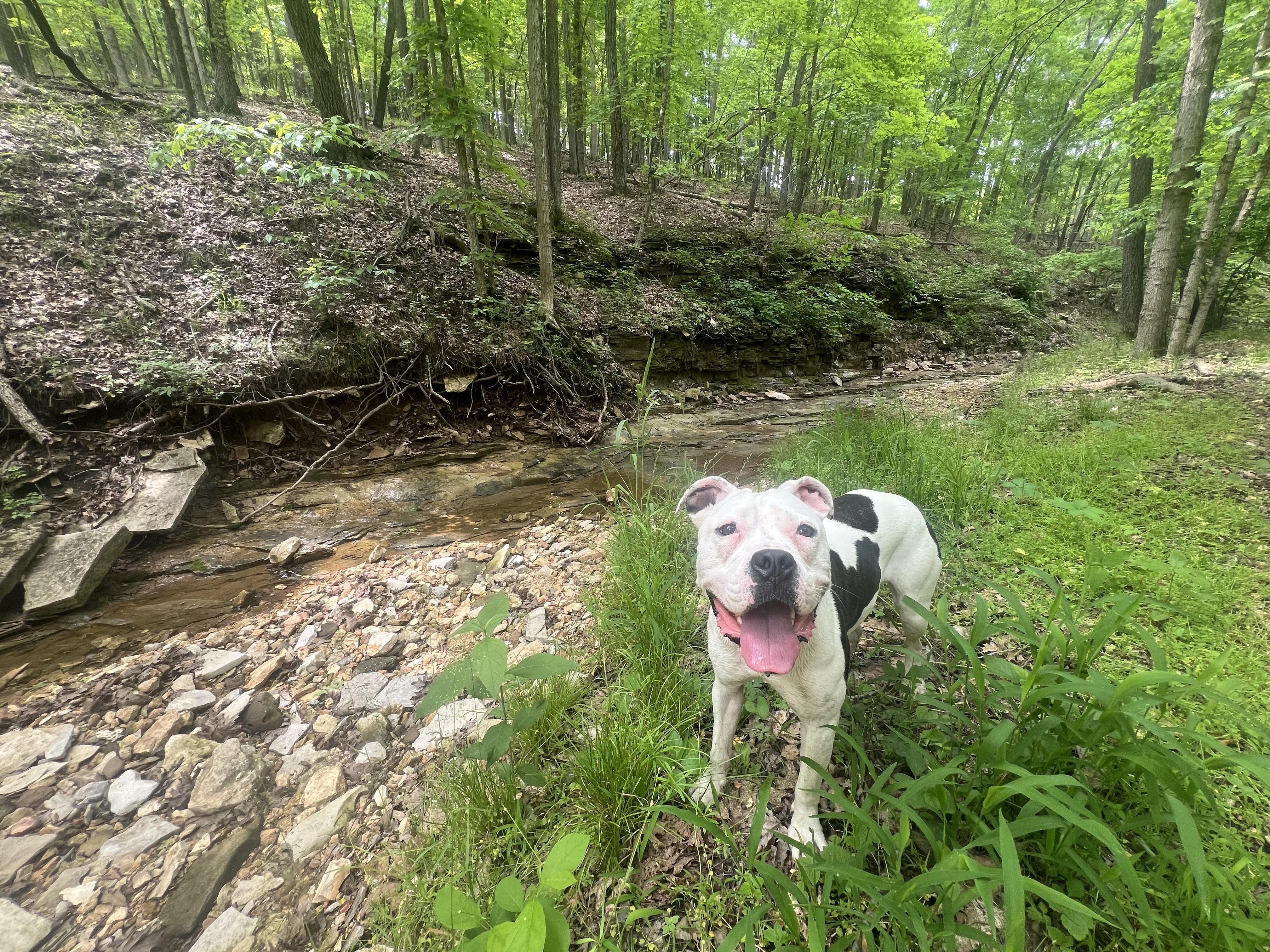 Enlarge Moonpie, a ADOPTABLE mixed breed in Georgetown, KY image 2/6