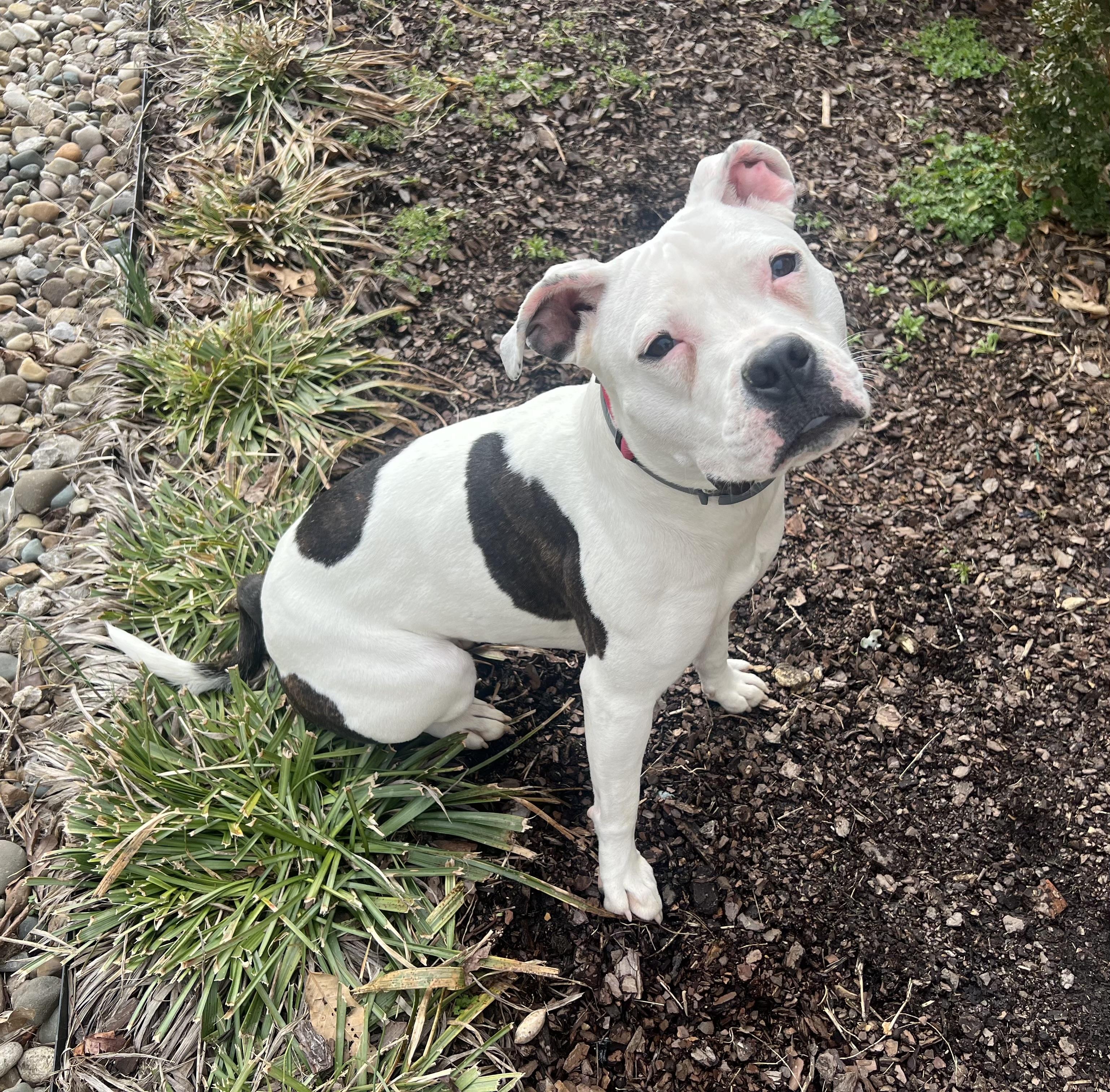 Enlarge Moonpie, a ADOPTABLE mixed breed in Georgetown, KY image 6/6