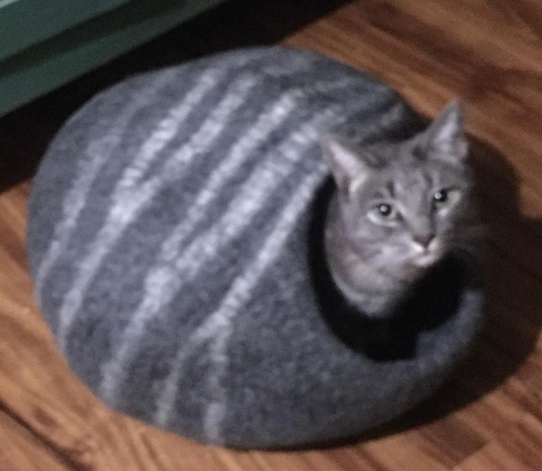 Blue Jay, a Adoptable mixed breed in Pasadena, CA image 1/2