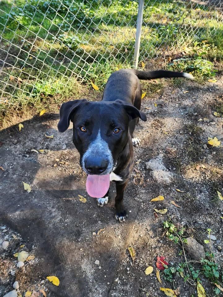 DUKE, Adoptable, Adult Male Black Labrador Retriever & Great Dane.