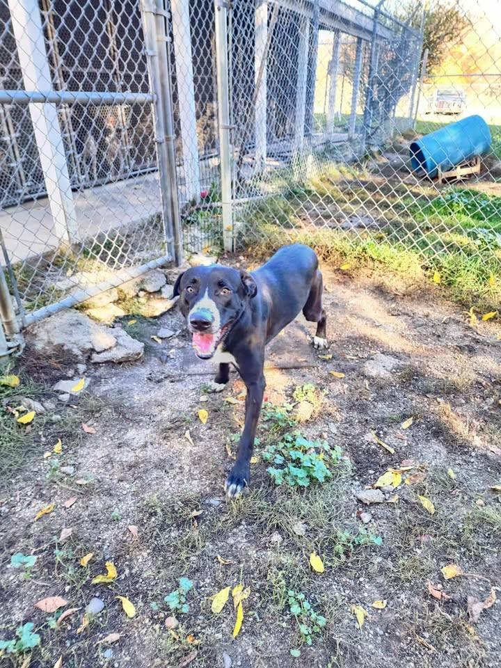 DUKE, a Adoptable mixed breed in Reed City, MI image 2/3