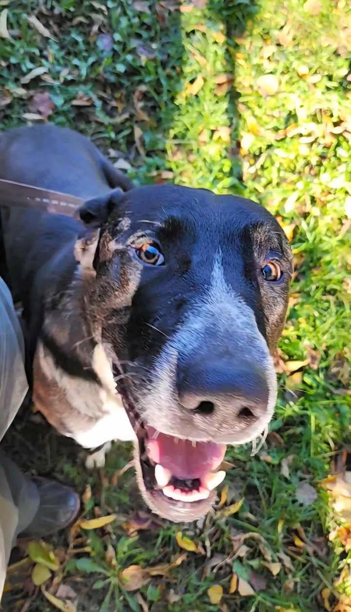 DUKE, a Adoptable mixed breed in Reed City, MI image 3/3