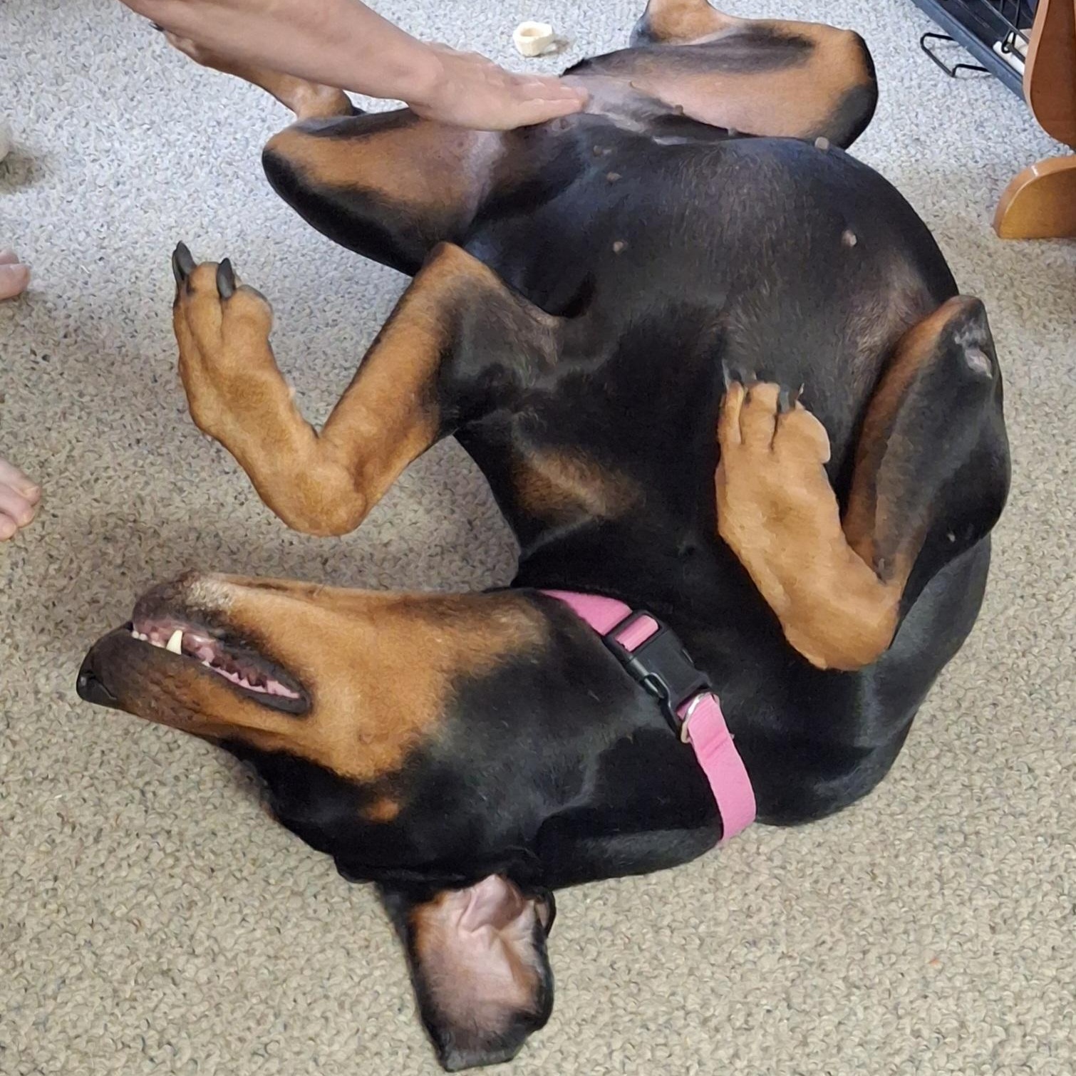 Enlarge Spot, a Adoptable Doberman Pinscher in Allegan, MI image 4/6