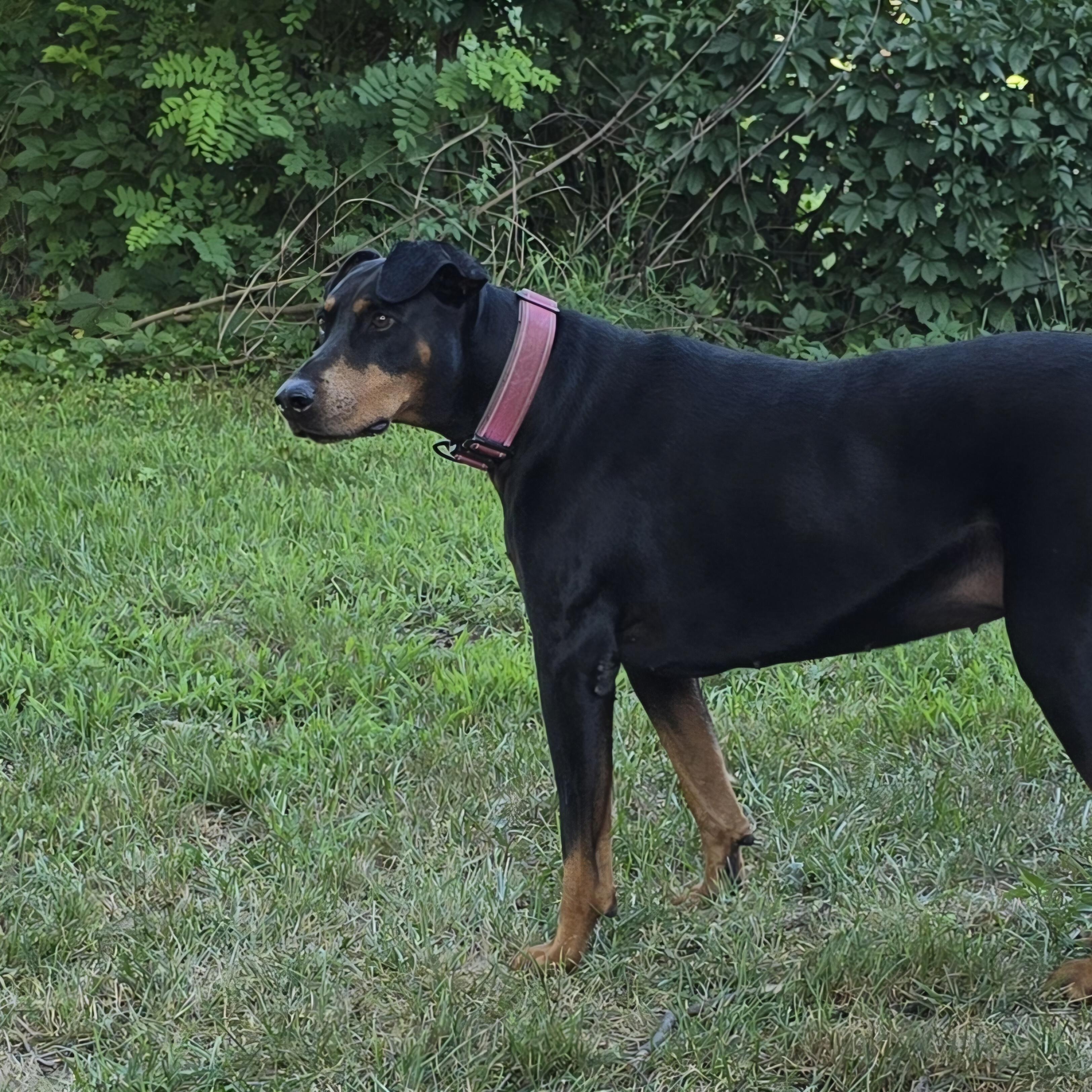 Enlarge Spot, a Adoptable Doberman Pinscher in Allegan, MI image 3/6