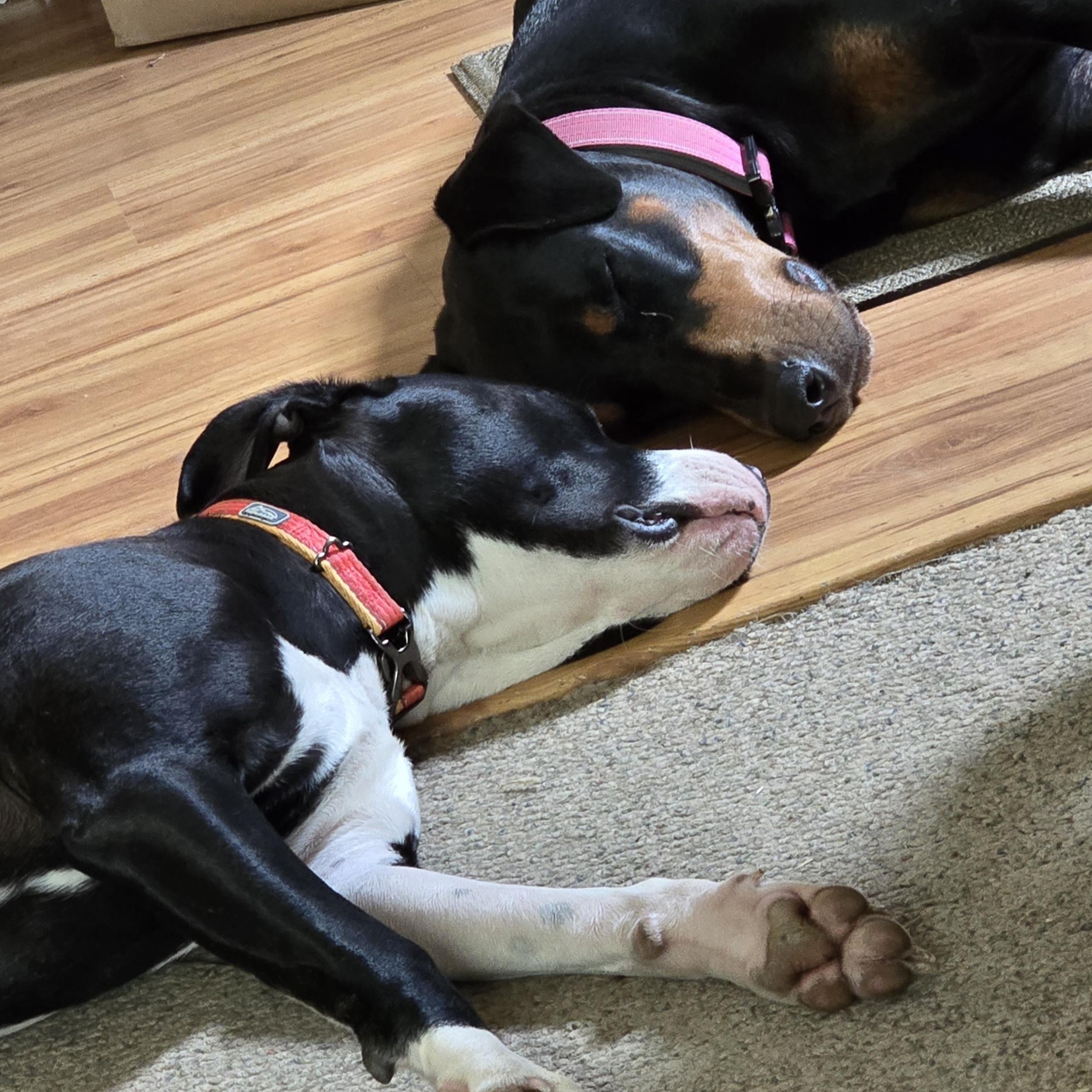 Enlarge Spot, a Adoptable Doberman Pinscher in Allegan, MI image 5/6