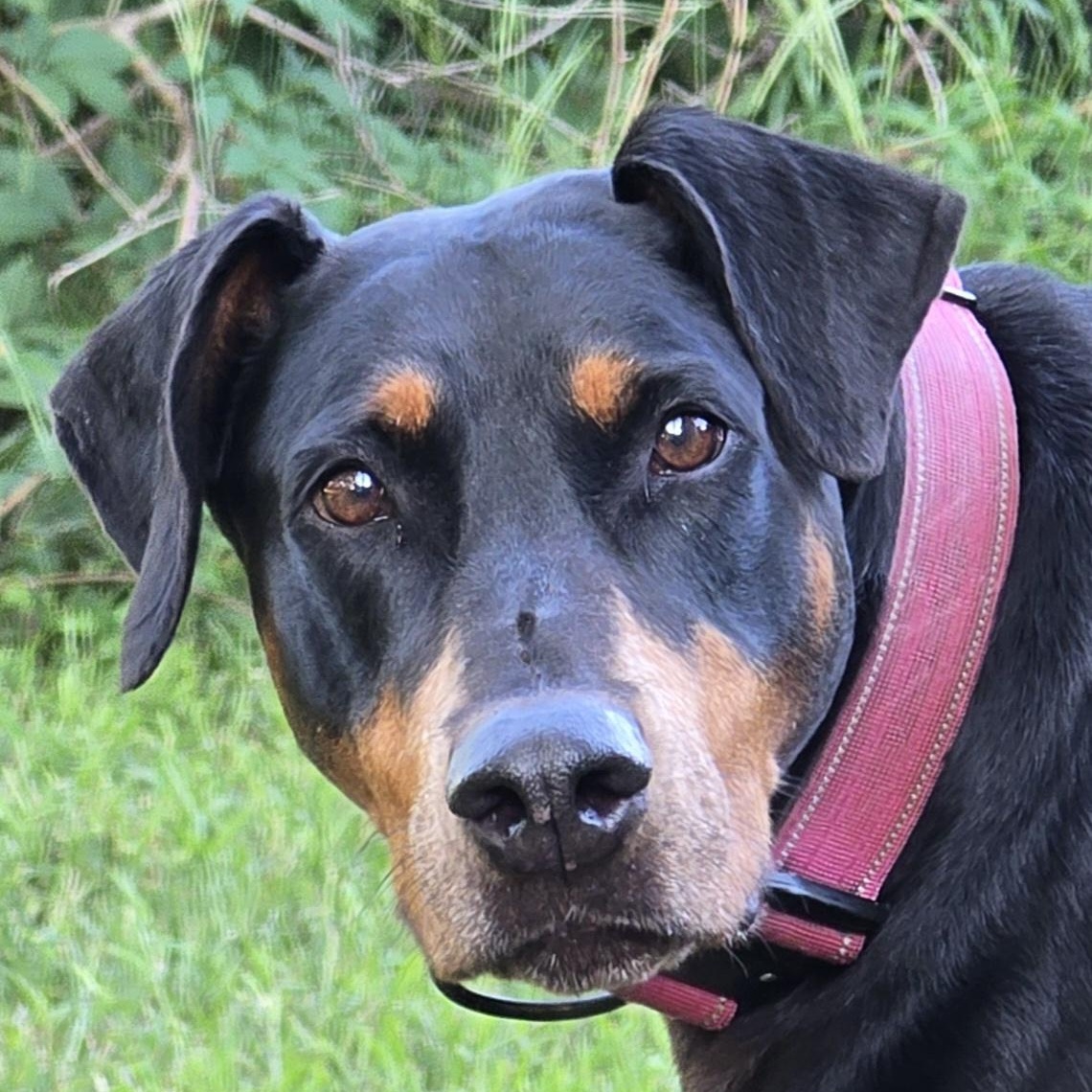 Enlarge Spot, a Adoptable Doberman Pinscher in Allegan, MI image 2/6