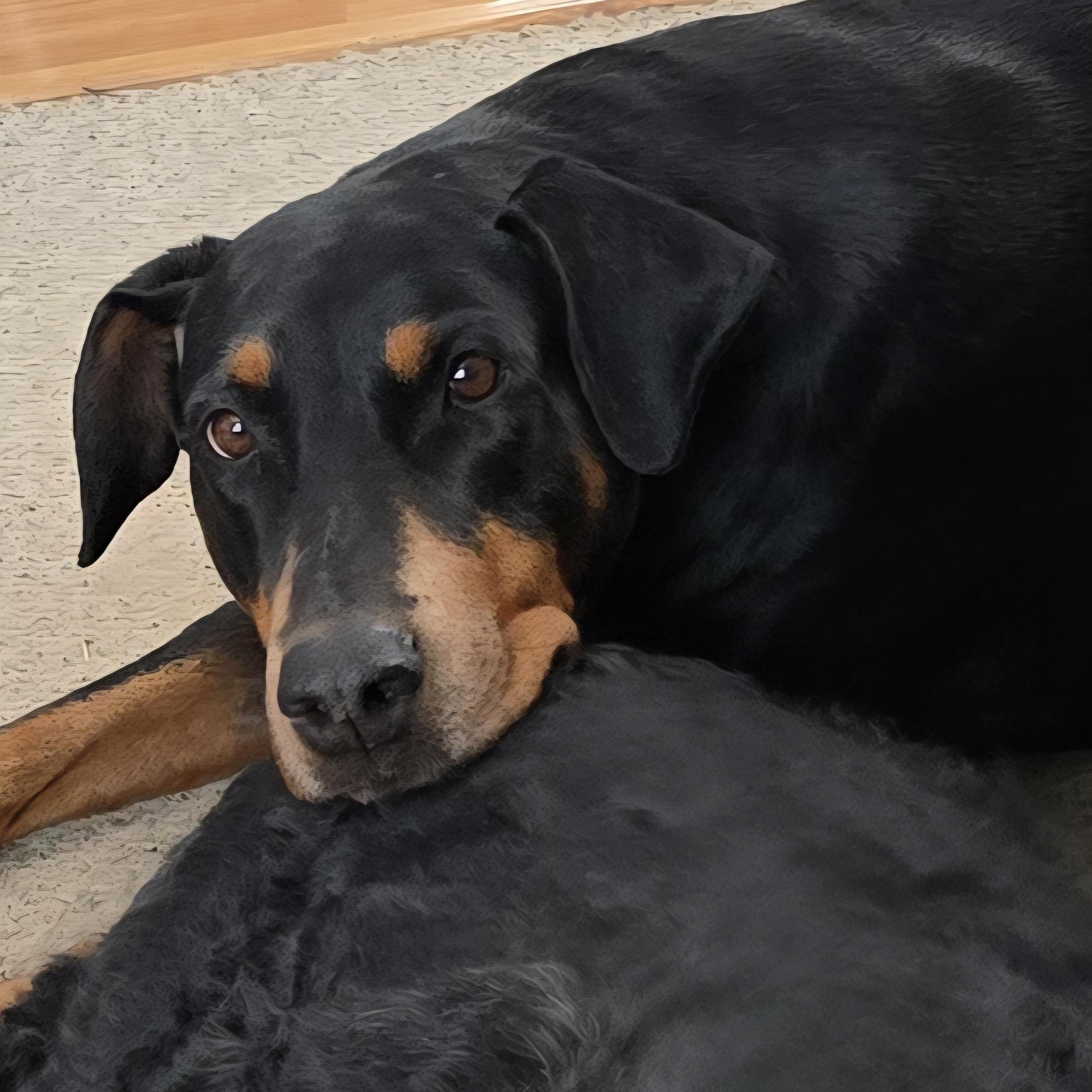 Doberman Pinschers for Adoption in Mt Pleasant, Michigan | Petfinder