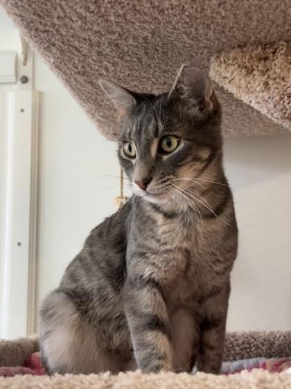 Enlarge Kyle, a Adoptable mixed breed in Winona, MN image 1/3