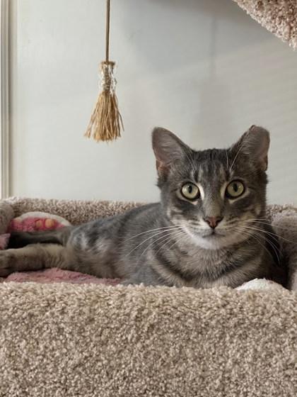 Enlarge Kyle, a Adoptable mixed breed in Winona, MN image 2/3