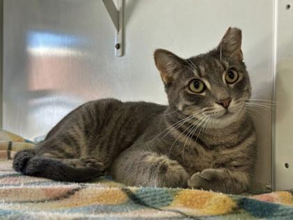 Enlarge Kyle, a Adoptable mixed breed in Winona, MN image 3/3