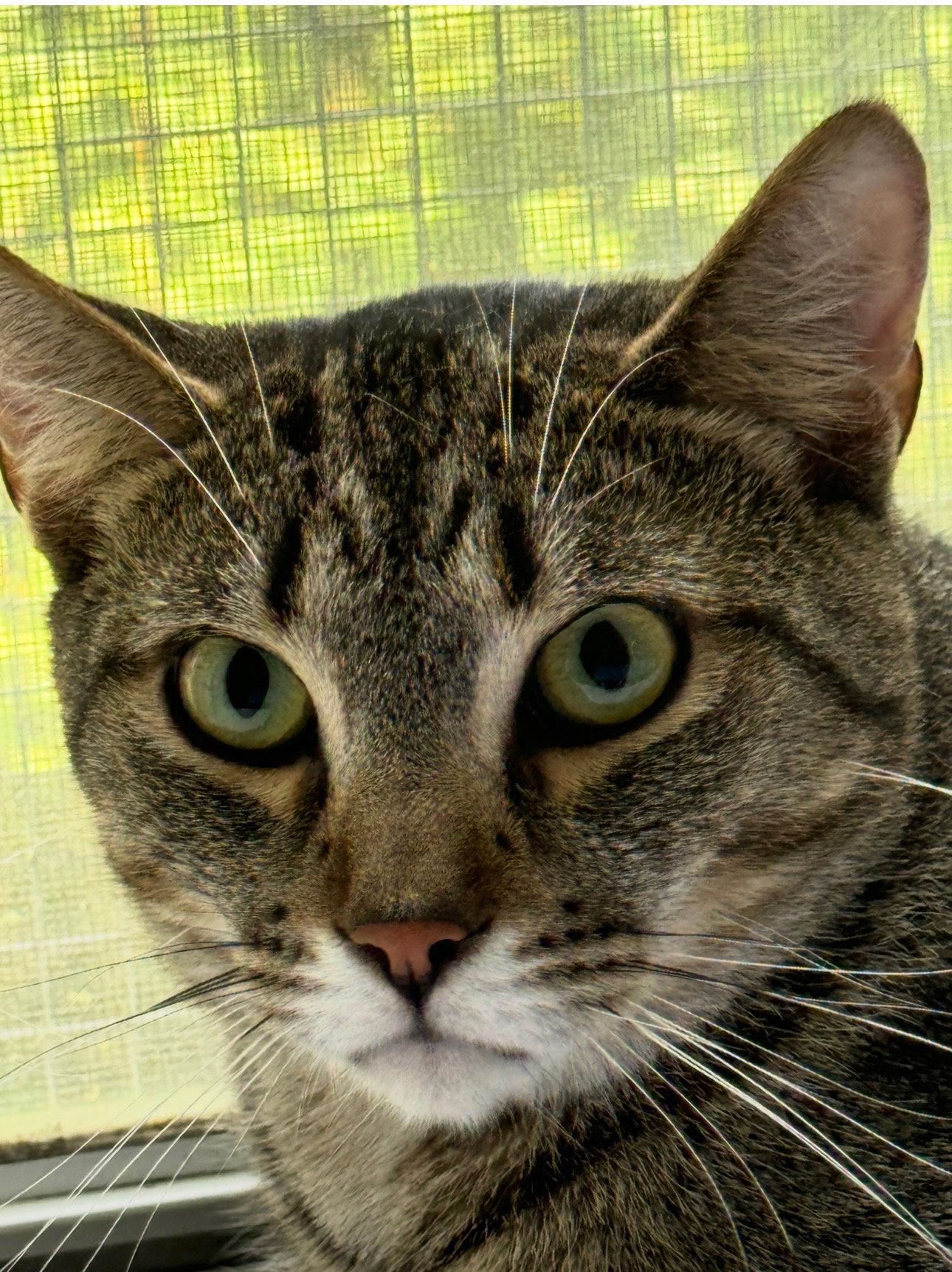 Enlarge Jinx, a Adoptable Domestic Short Hair in Markham, ON image 1/3