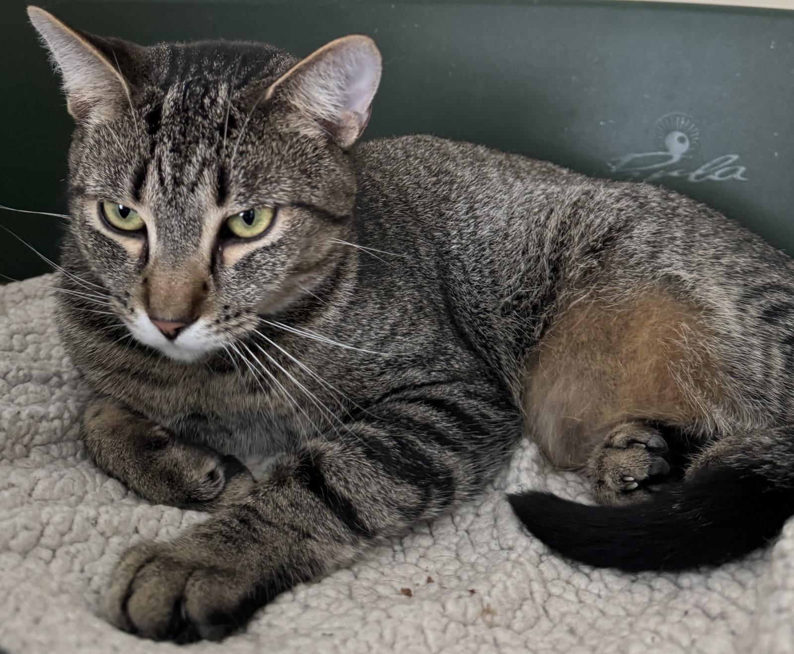 Enlarge Jinx, a Adoptable Domestic Short Hair in Markham, ON image 3/3