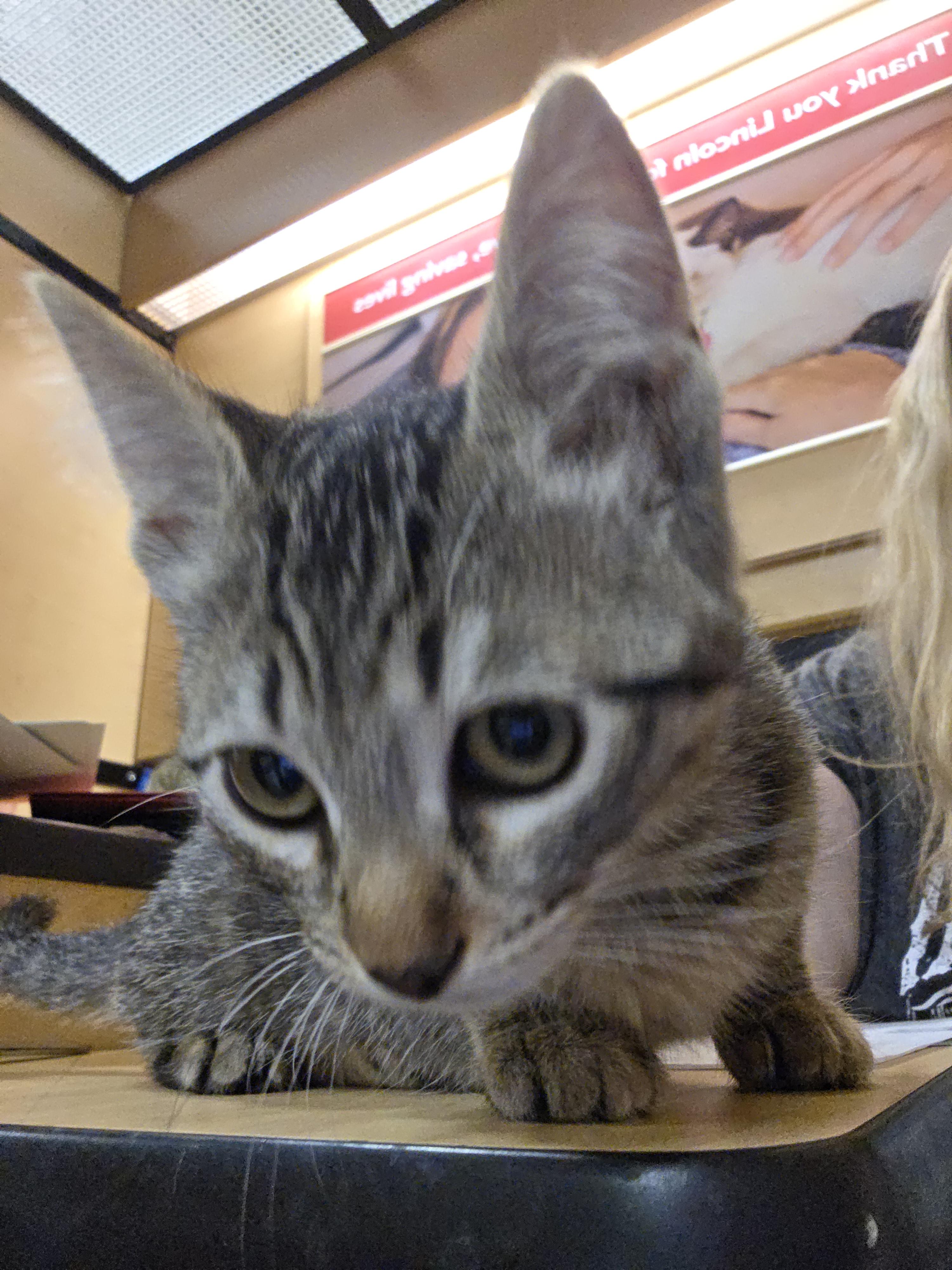 Vesta, Adopted, Young Female Domestic Long Hair.