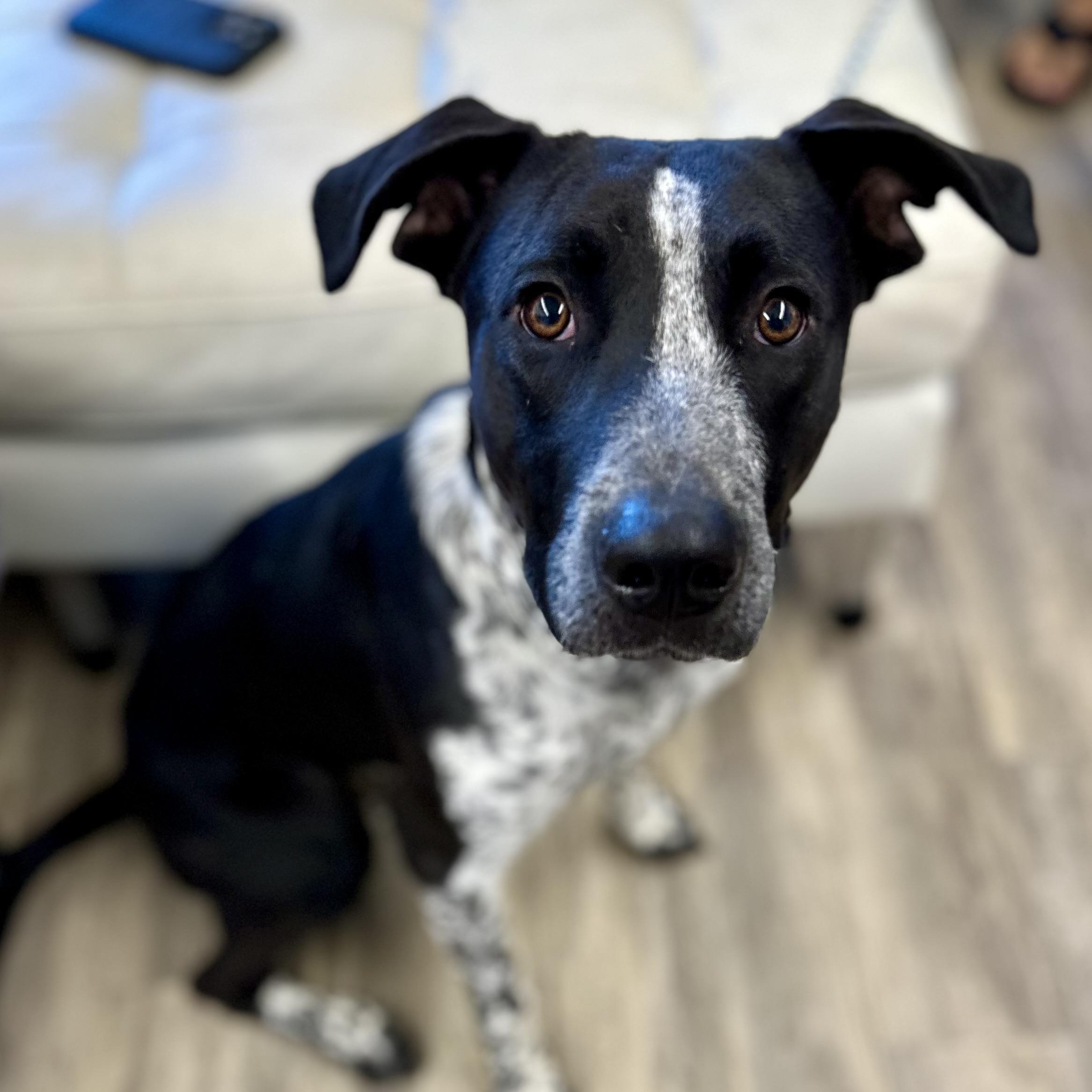 Buddy
