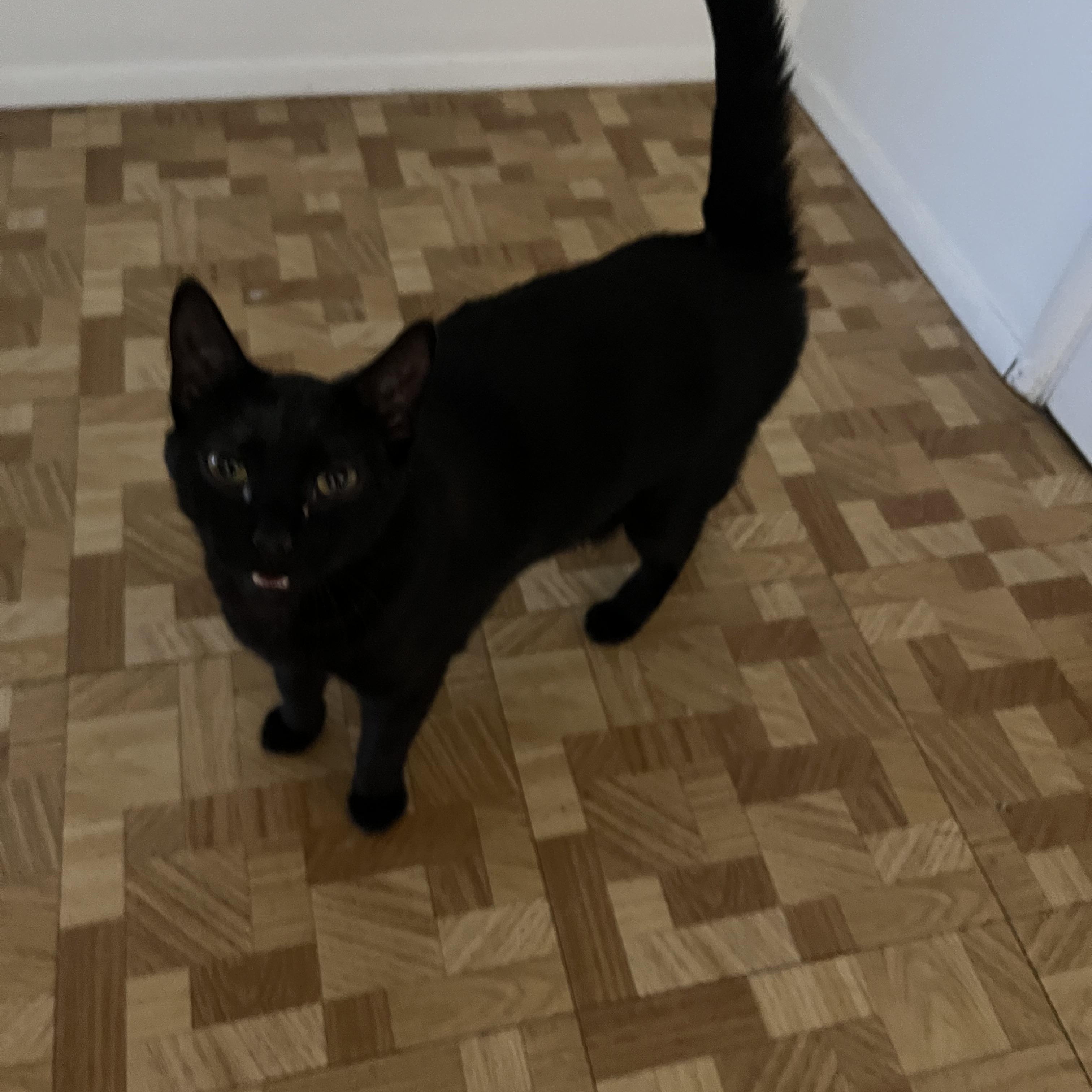 Enlarge Raven - Down to Cuddle!, a ADOPTABLE Domestic Short Hair in Fountain Valley, CA image 3/3
