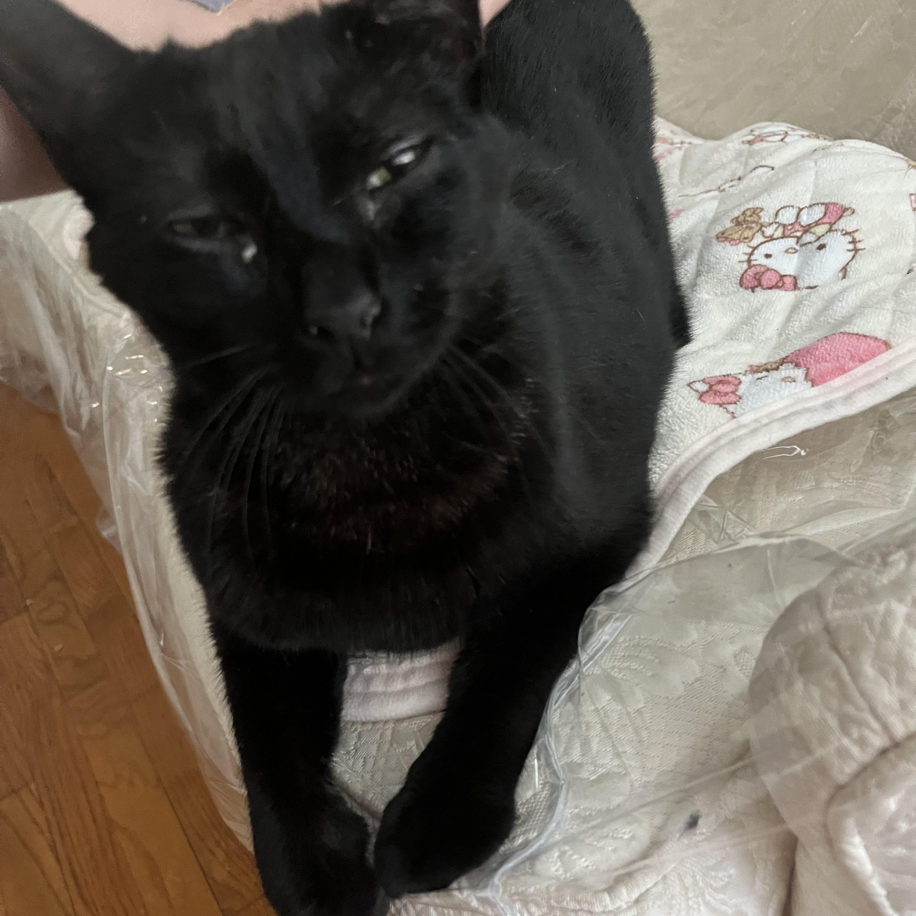 Enlarge Raven - Down to Cuddle!, a ADOPTABLE Domestic Short Hair in Fountain Valley, CA image 2/3