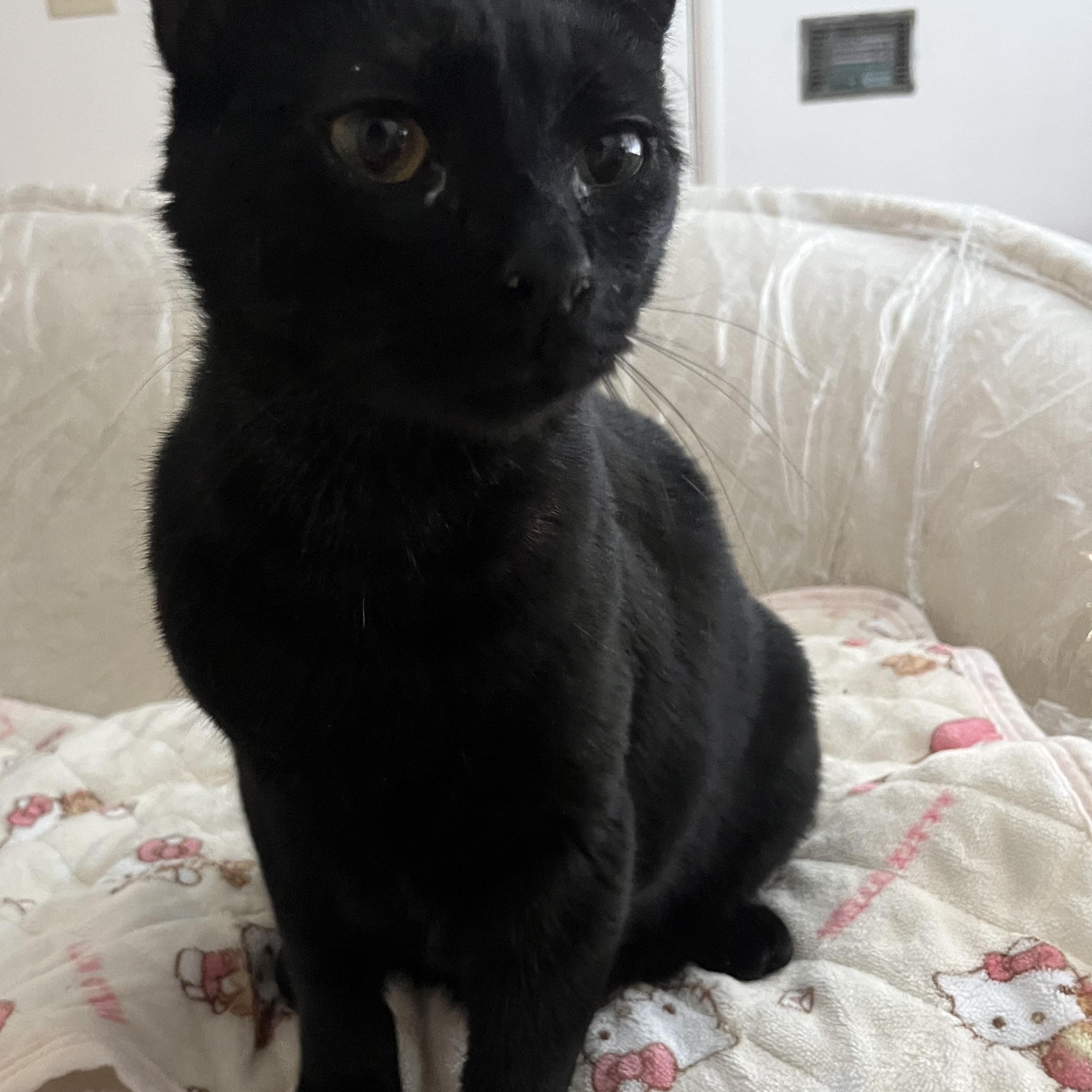 Enlarge Raven - Down to Cuddle!, a ADOPTABLE Domestic Short Hair in Fountain Valley, CA image 1/3