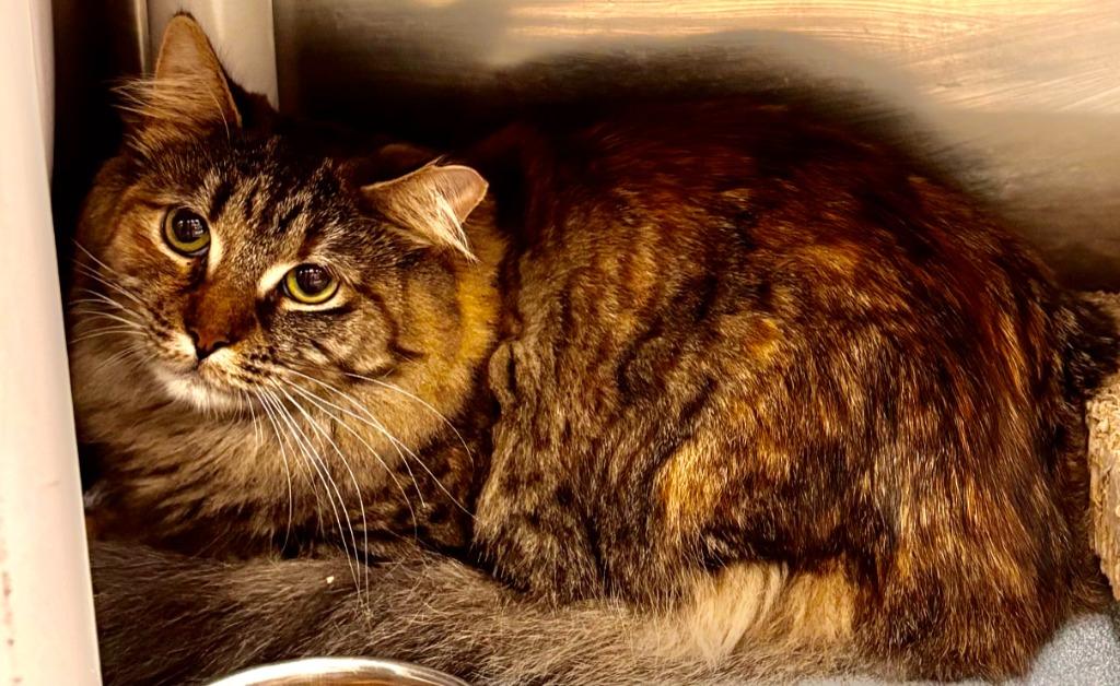 Ozzie, Adoptable, Young Female Domestic Long Hair.